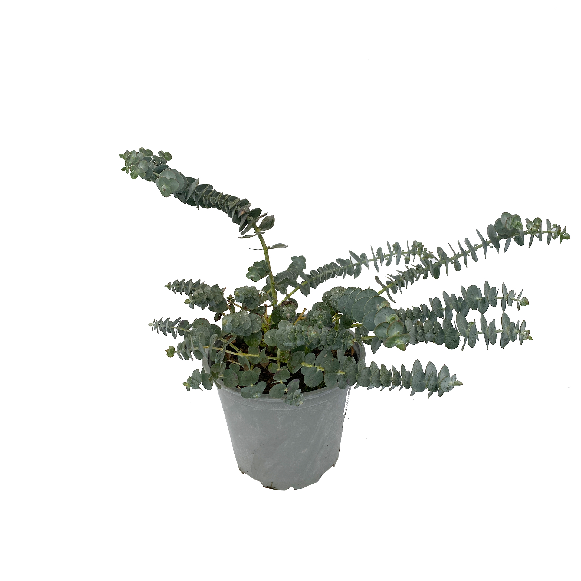 Eukalyptus - Eucalyptus Gunni, 14cm Topf