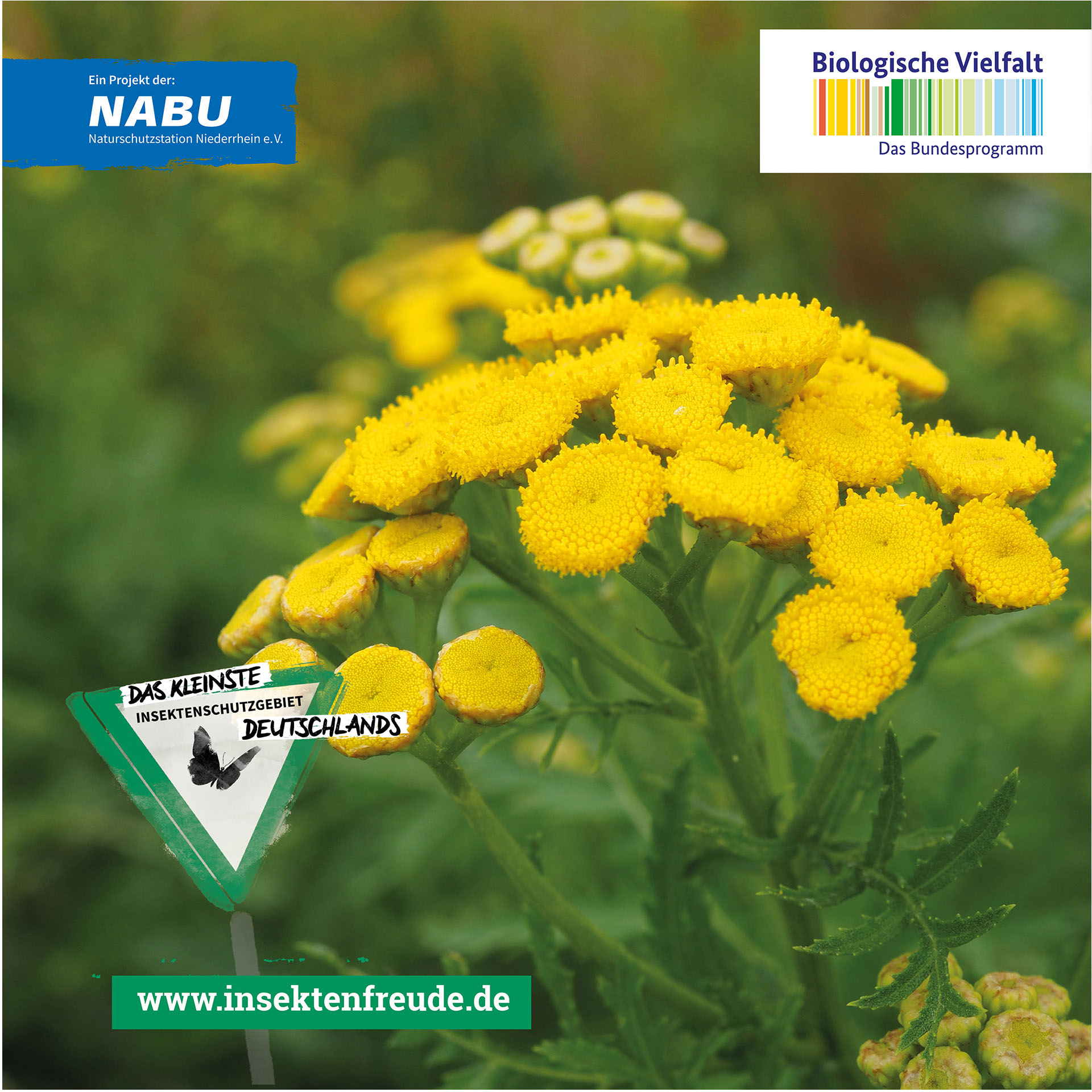 Blume, Pflanze, Gänseblümchen