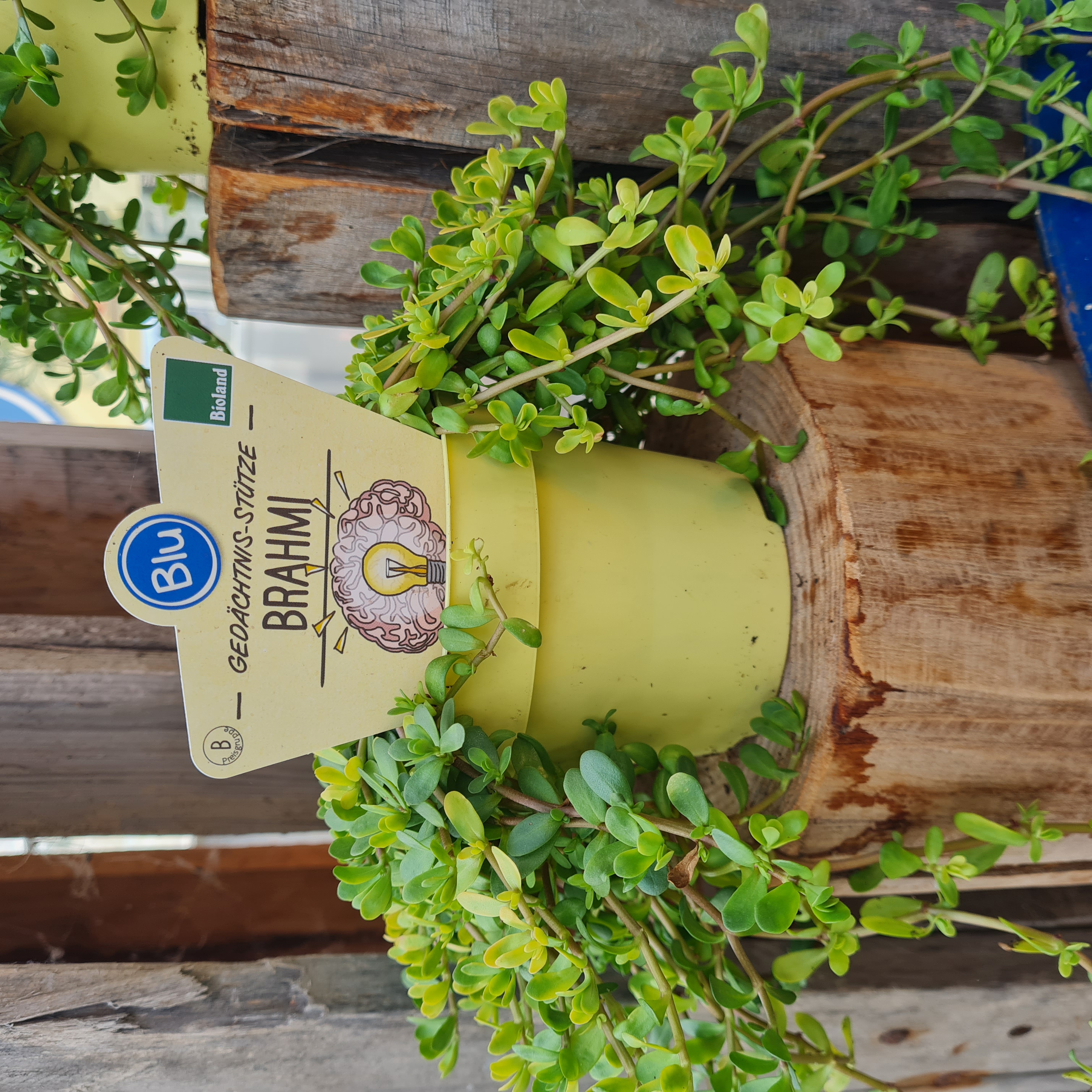 Baum, Topfpflanze, Holz, Kräuter, Blatt