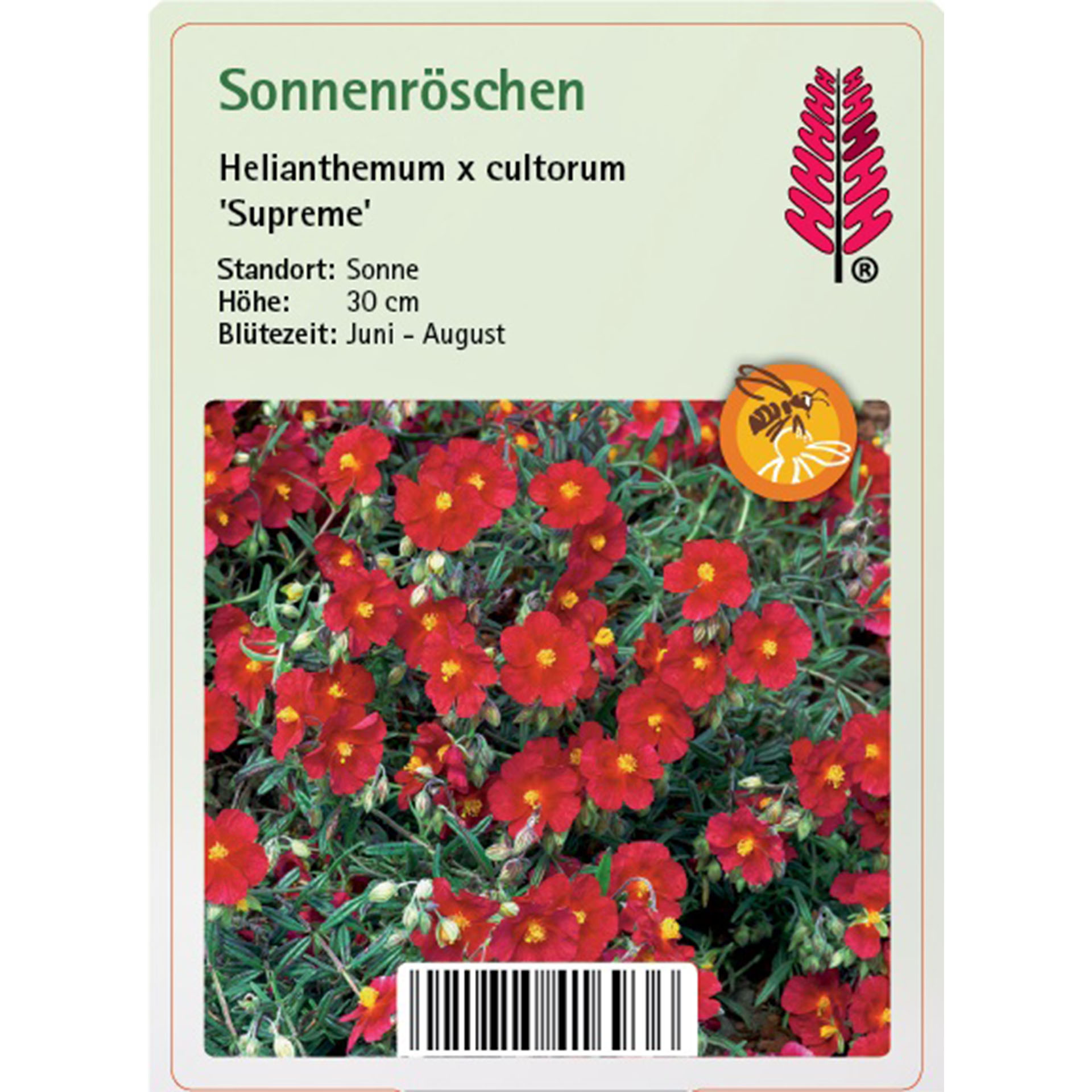 Blume, Blütenblatt, Pflanze