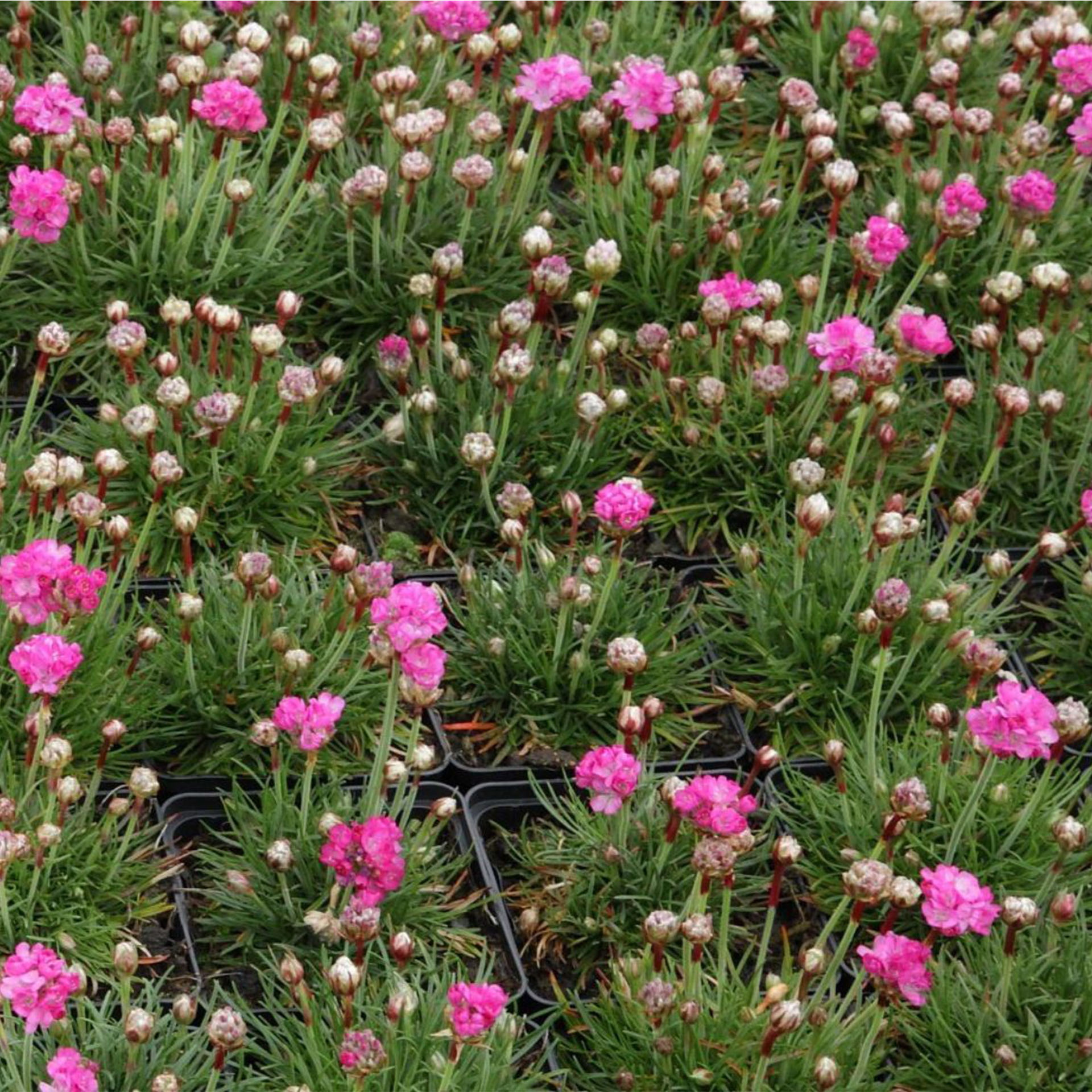 Blume, Nelke, Blütenblatt, Vegetation, Kräuterig