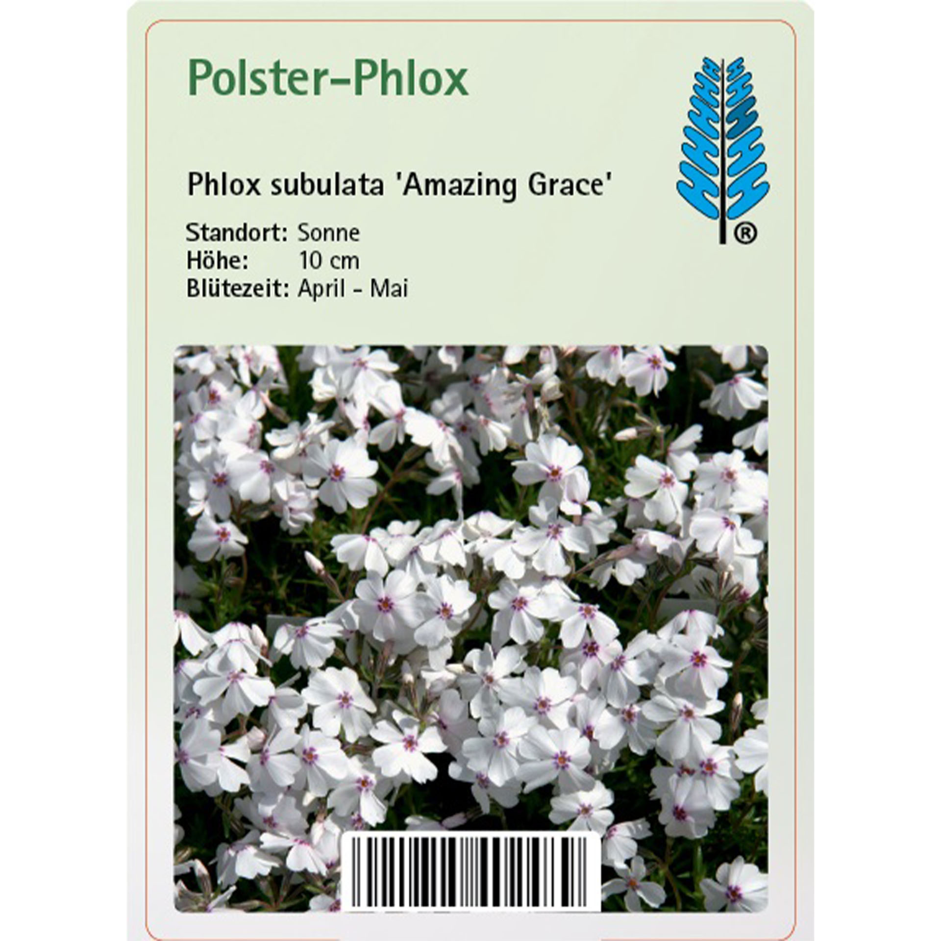 Blume, Pflanze, Geranie, Blütenblatt