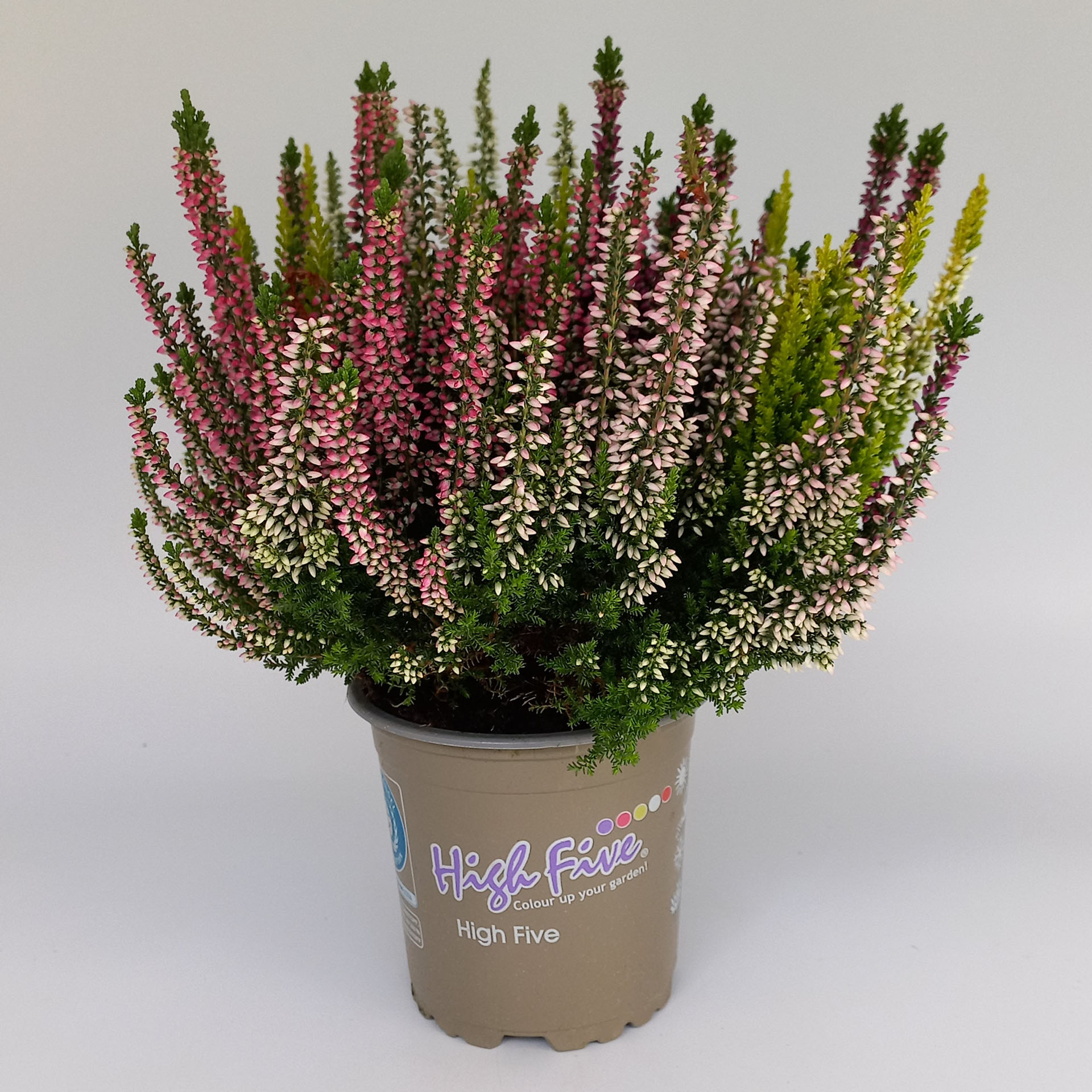 Knospenblüher/Besenheide - Calluna vulgaris 'High Five'