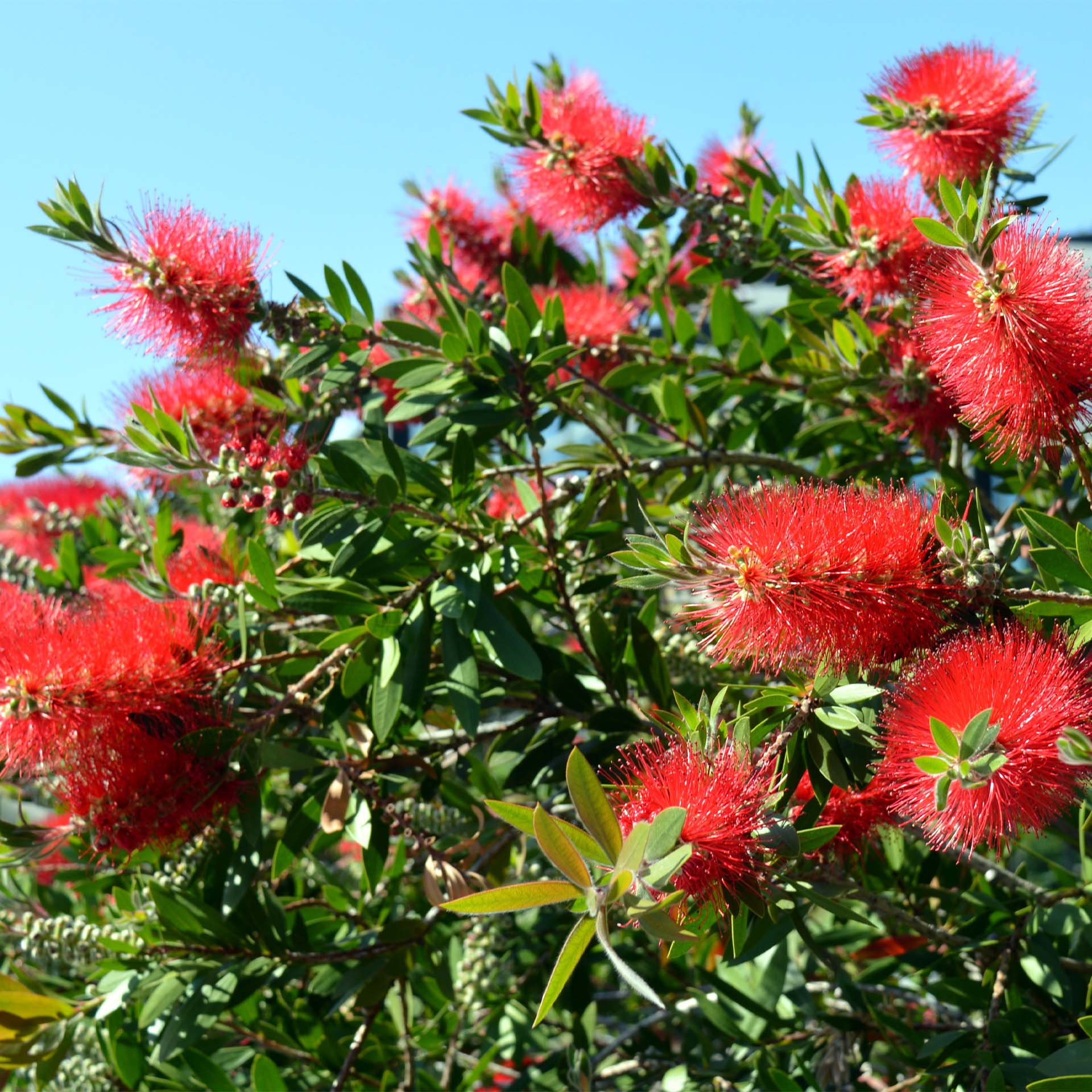 rote Flaschenbürste, Callistemon, blühende Sträucher, rote Blüte, grüne Blätter