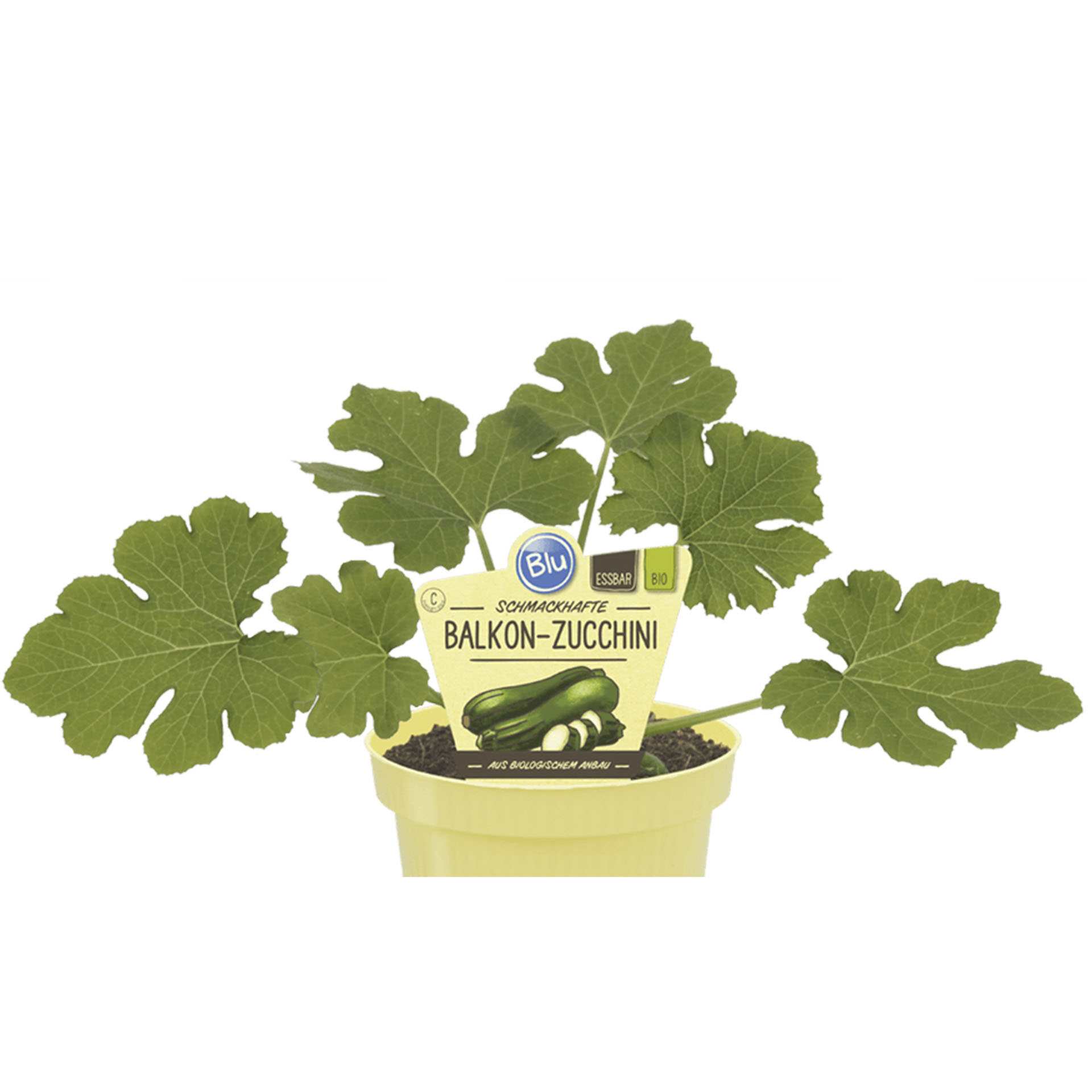 BIO Balkon-Zucchini
