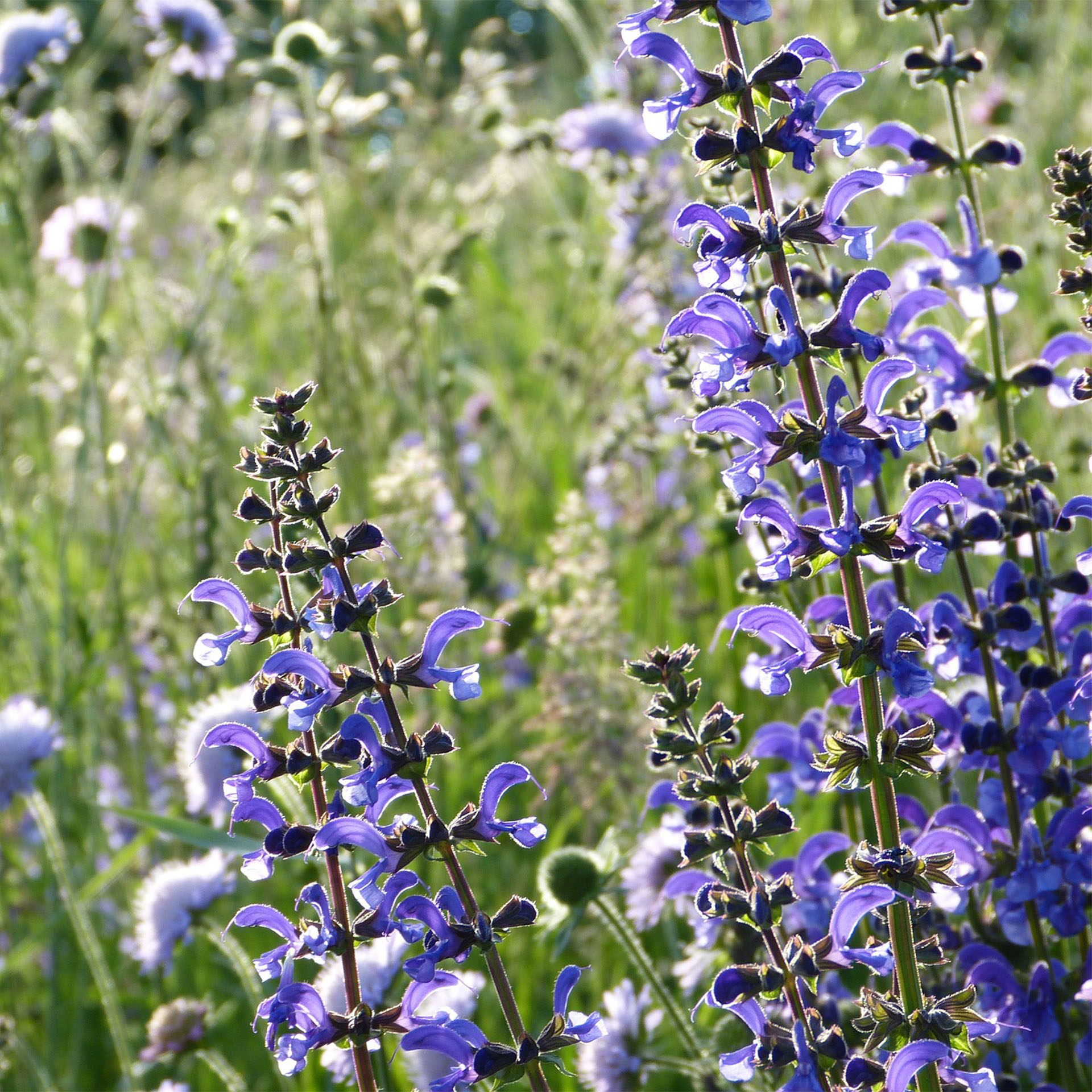 blumenwiese mit blühendem Wiesen-Salbei, Blume, Pflanze, Iris, Lupine
