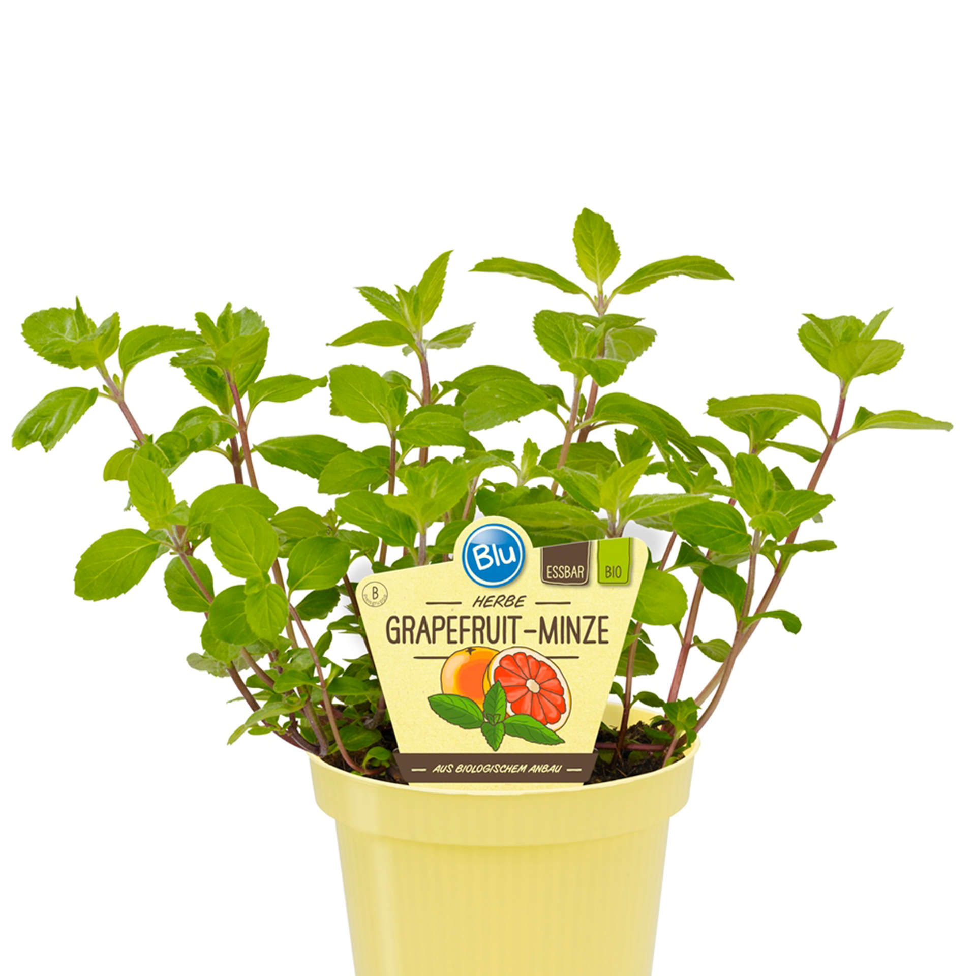 BIO Grapefruit-Minze - Mentha suaveolens X piperita, 12cm Topf