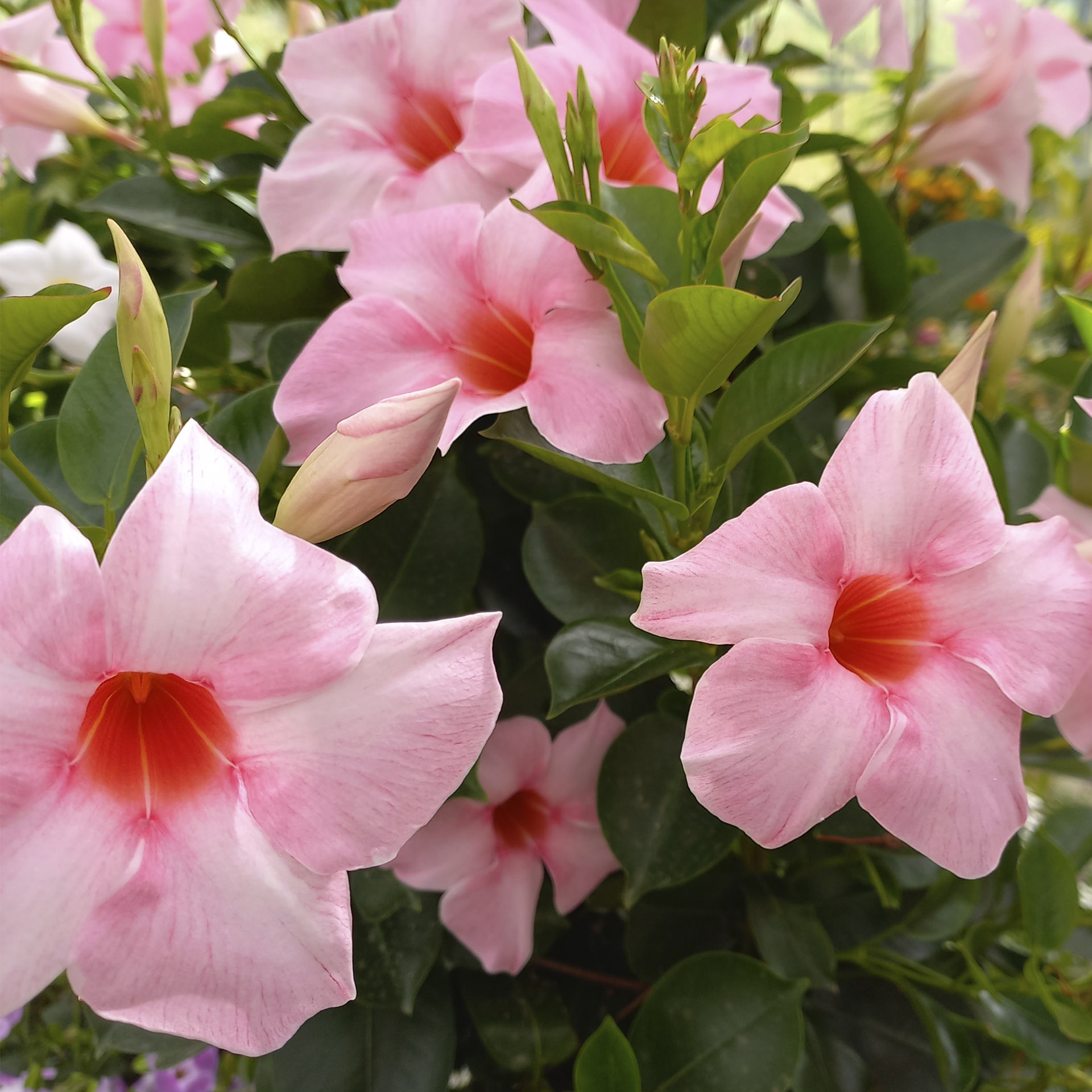 Dipladenie / Mandevilla Pyramide - Dipladenia rosa,