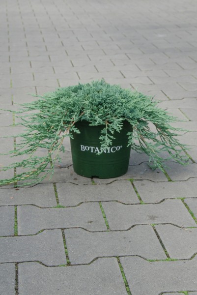 Kriechwacholder Ice Blue Bodendecker