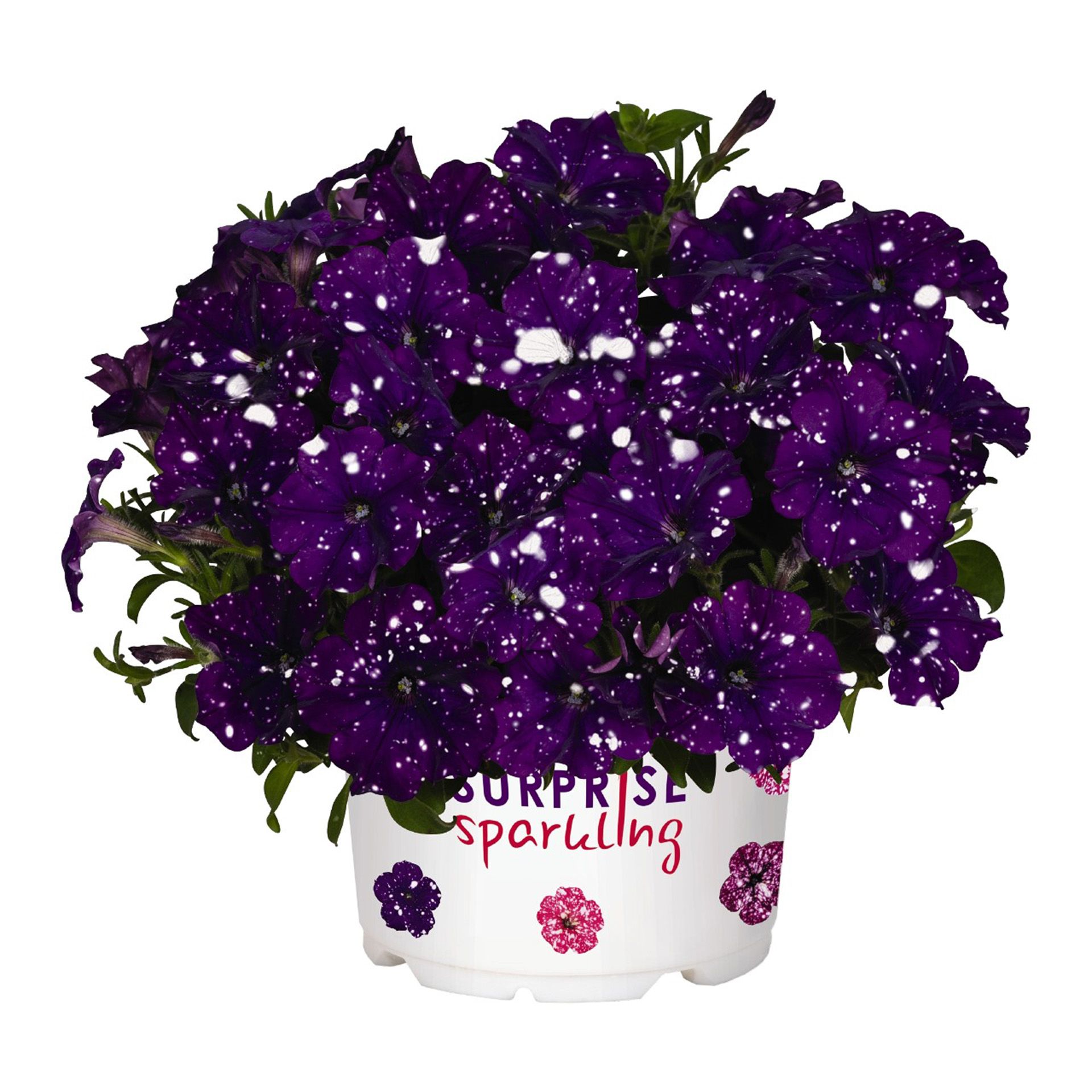 Petunie - Surfinia 'Surprise Sparkling Blue', 12cm Topf