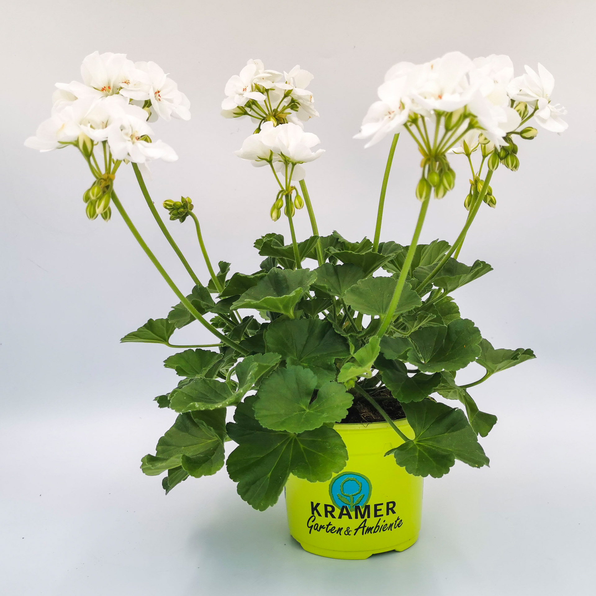 Geranie stehend 'Clara'- Pelargonium zonale, 12cm Topf