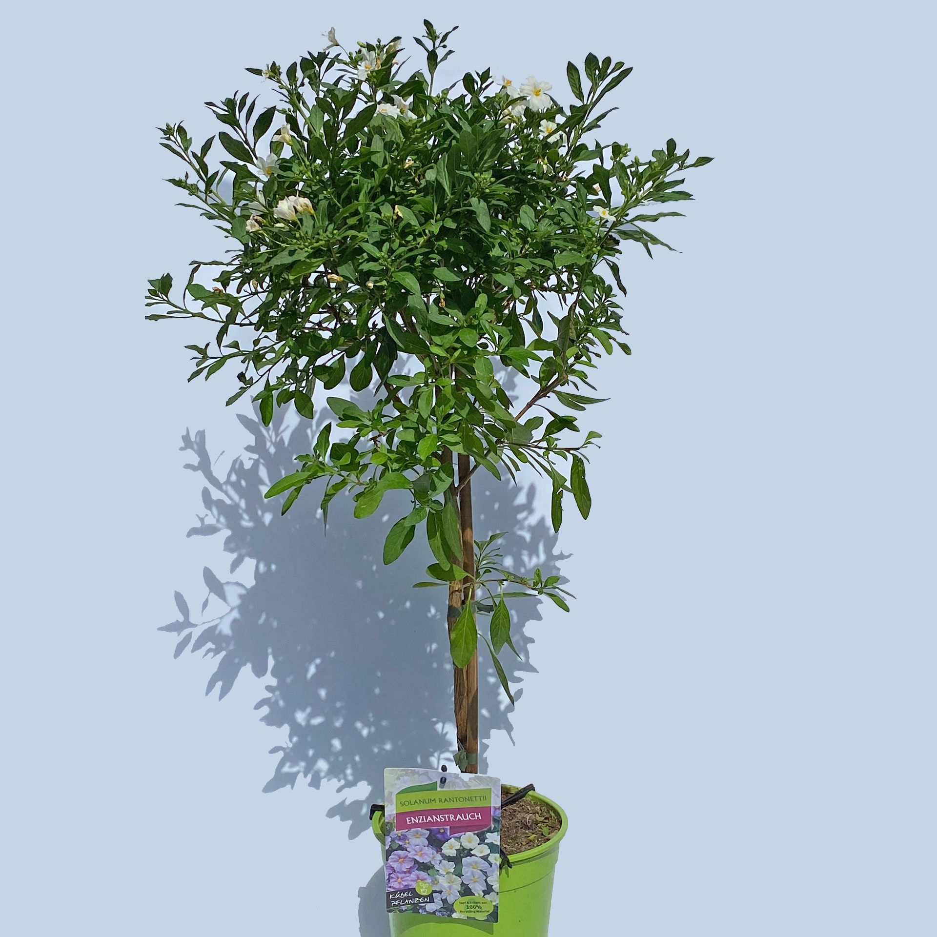 Enzianstrauch Stamm - Solanum rantonettii weiß, 19cm Topf