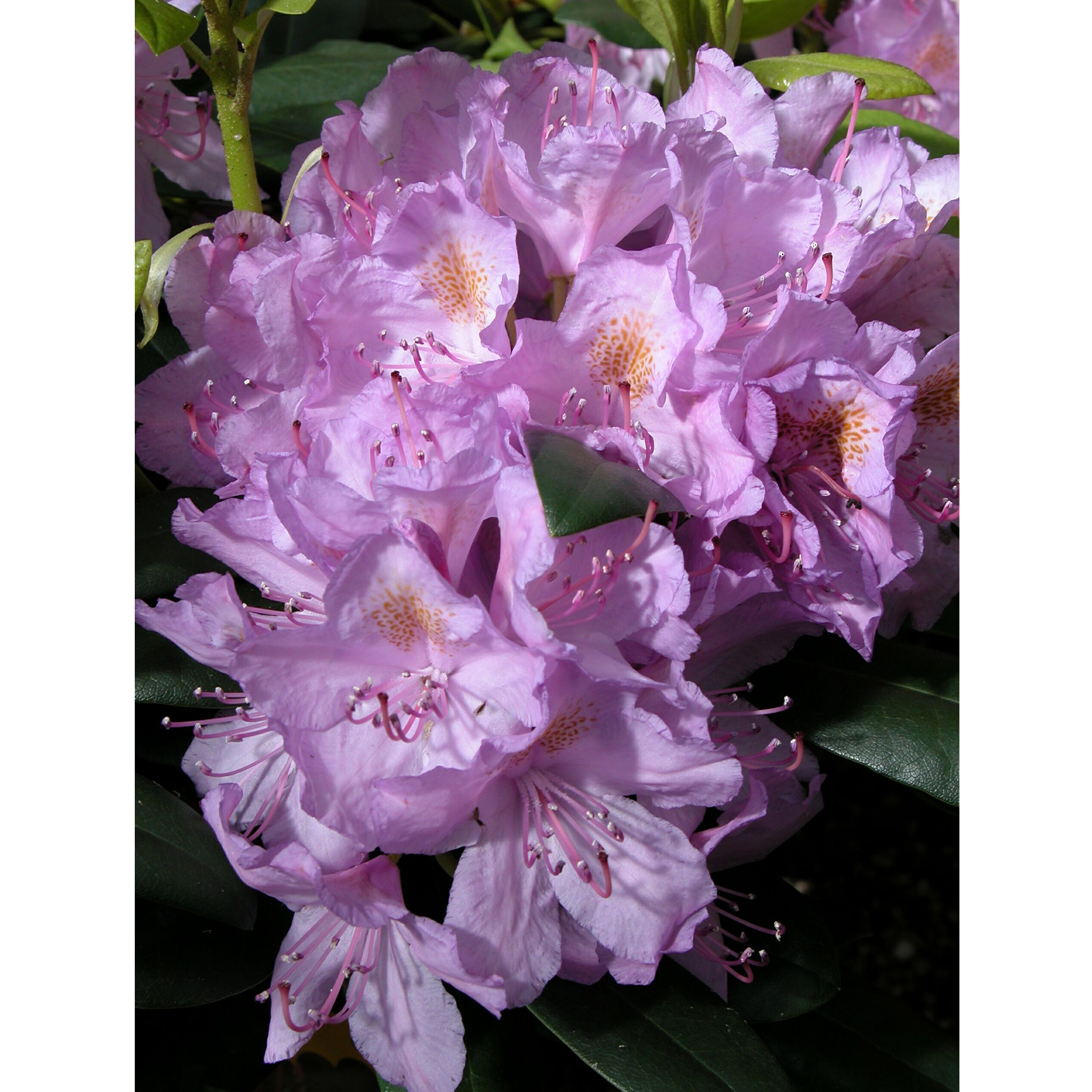 Rhododendron 'Catawbiense Grandiflorum' lila, C6 40-50cm