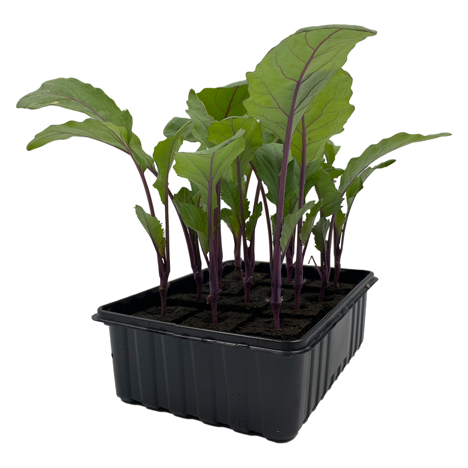 Kohlrabi, Pflanze, Pflanze im Topf, Boden, Nahrung, Produzieren