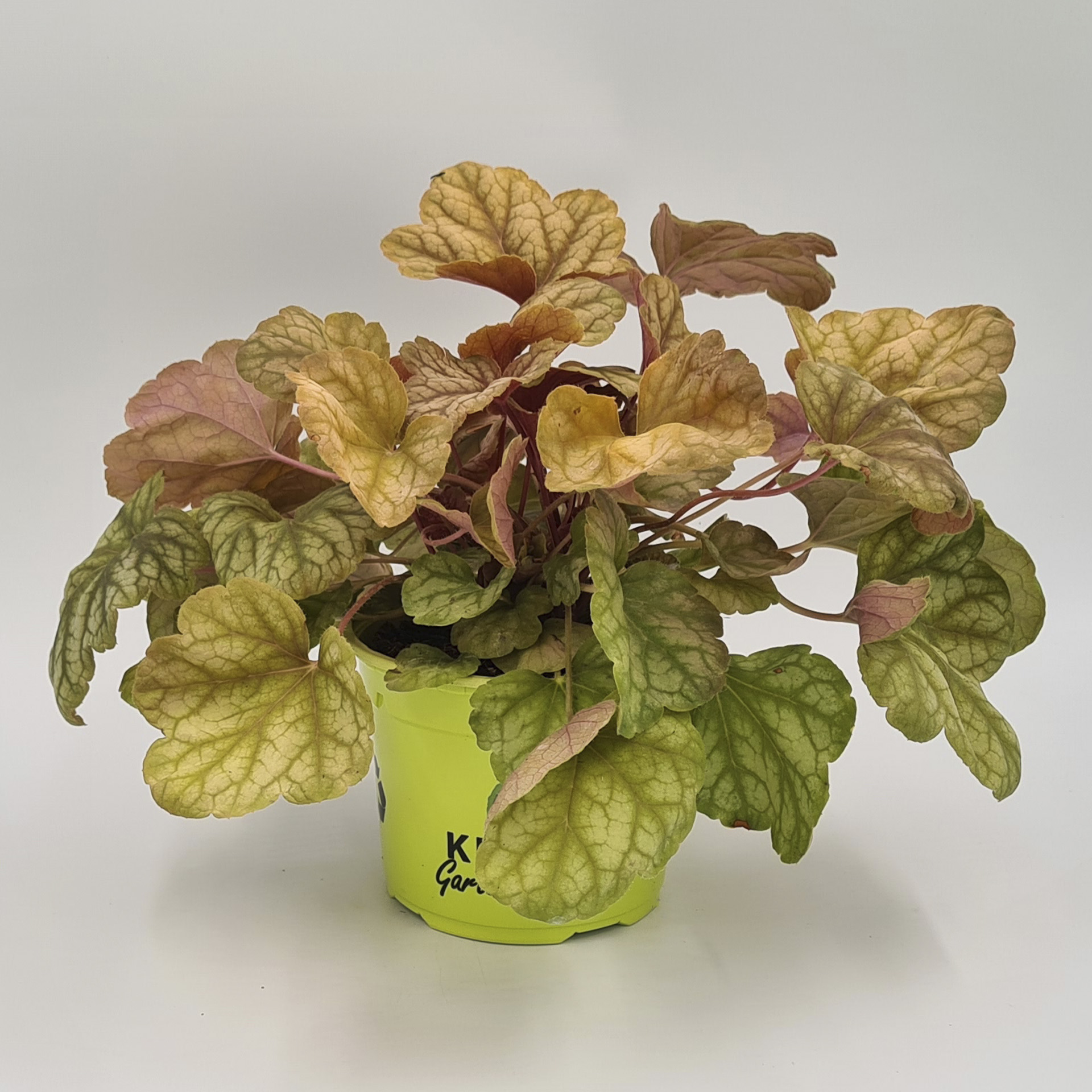 Purpurglöckchen Champagne  staude mit tollem Farbspiel