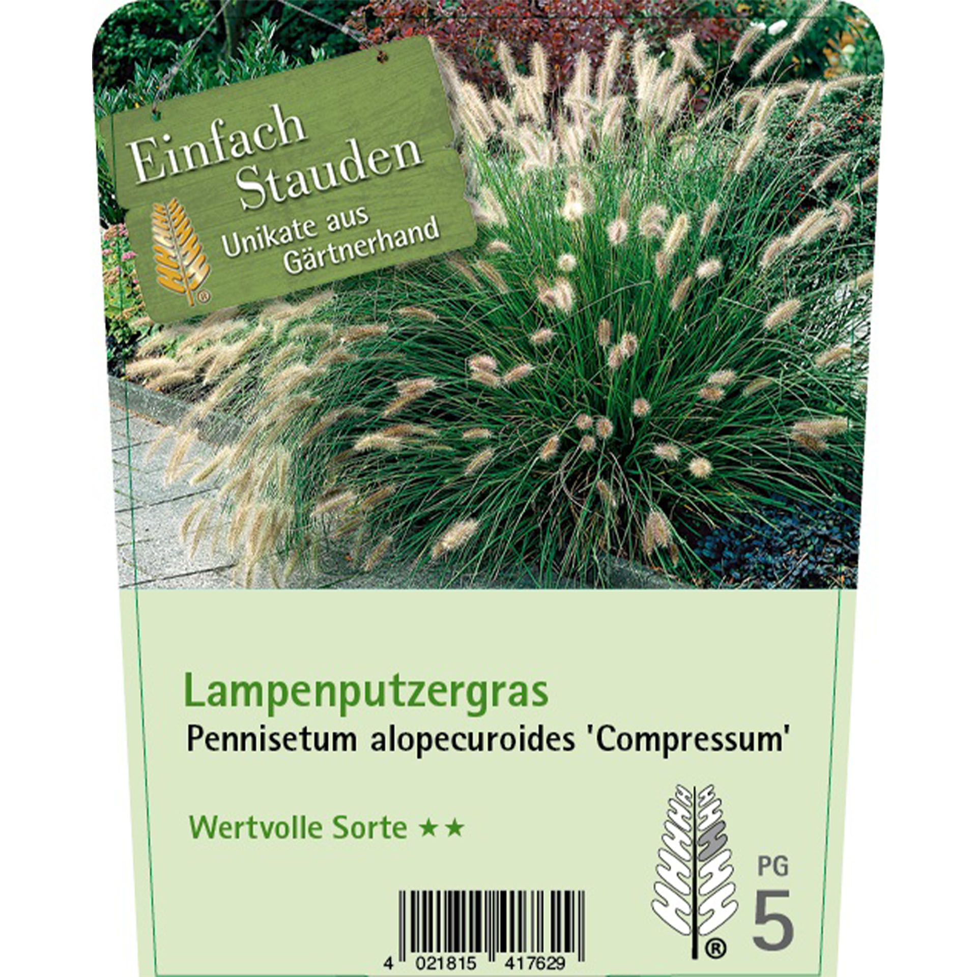 Gras, Pflanze, Vegetation, Text