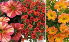 Blume, Blütenblatt, Geranie, Anemone, Blumen-Arrangement