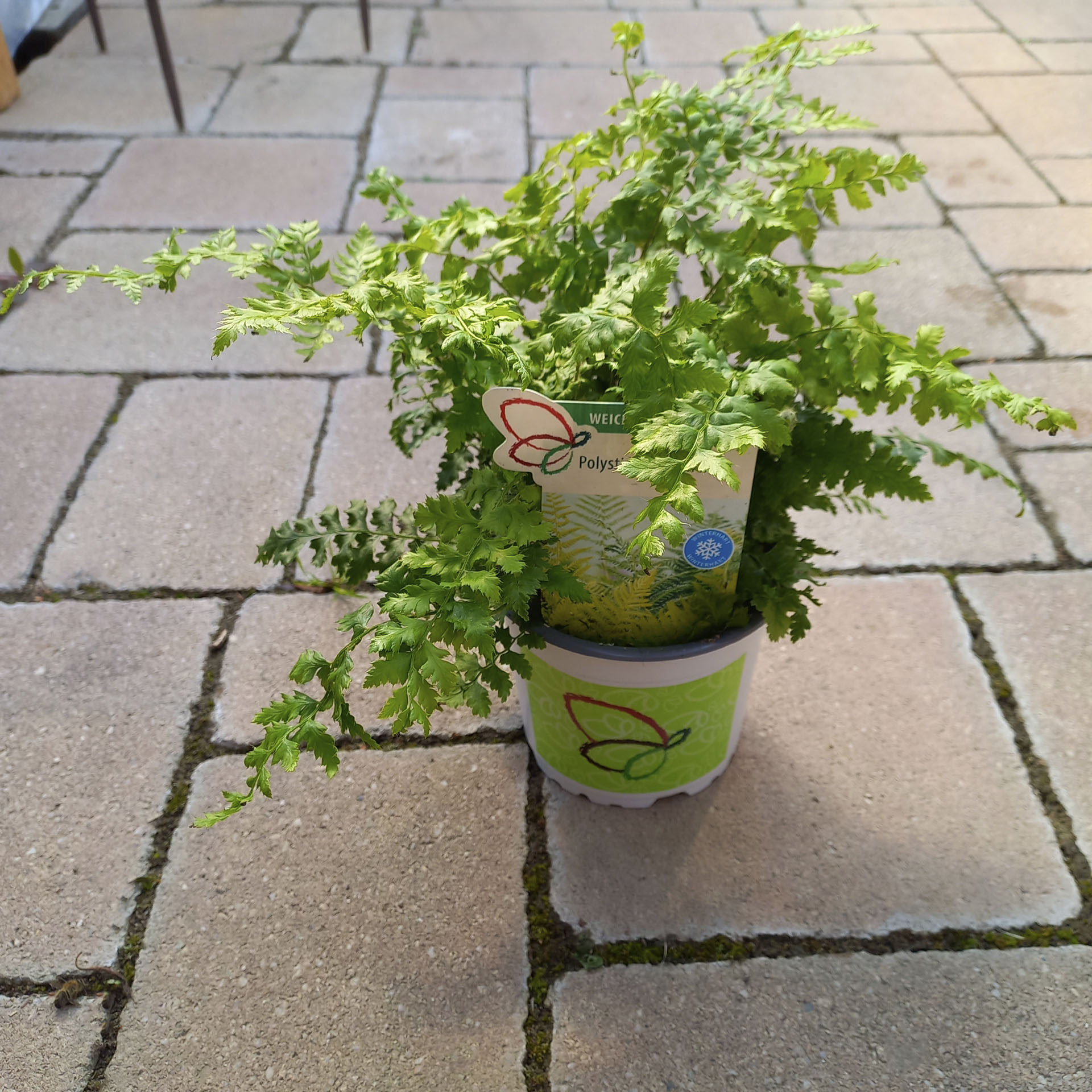 Weicher Schildfarn im Pflanztopf