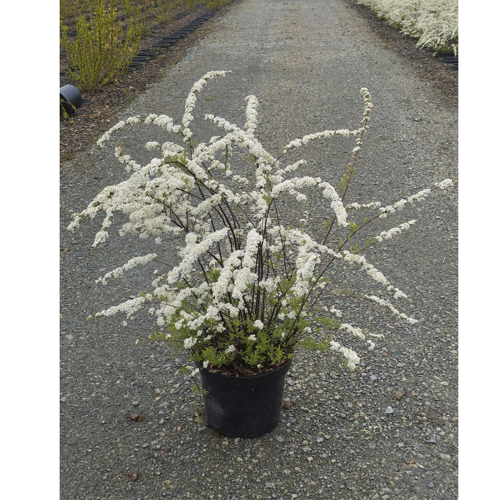 Blühende Schneespiere Grefsheim im Pflanztopf
