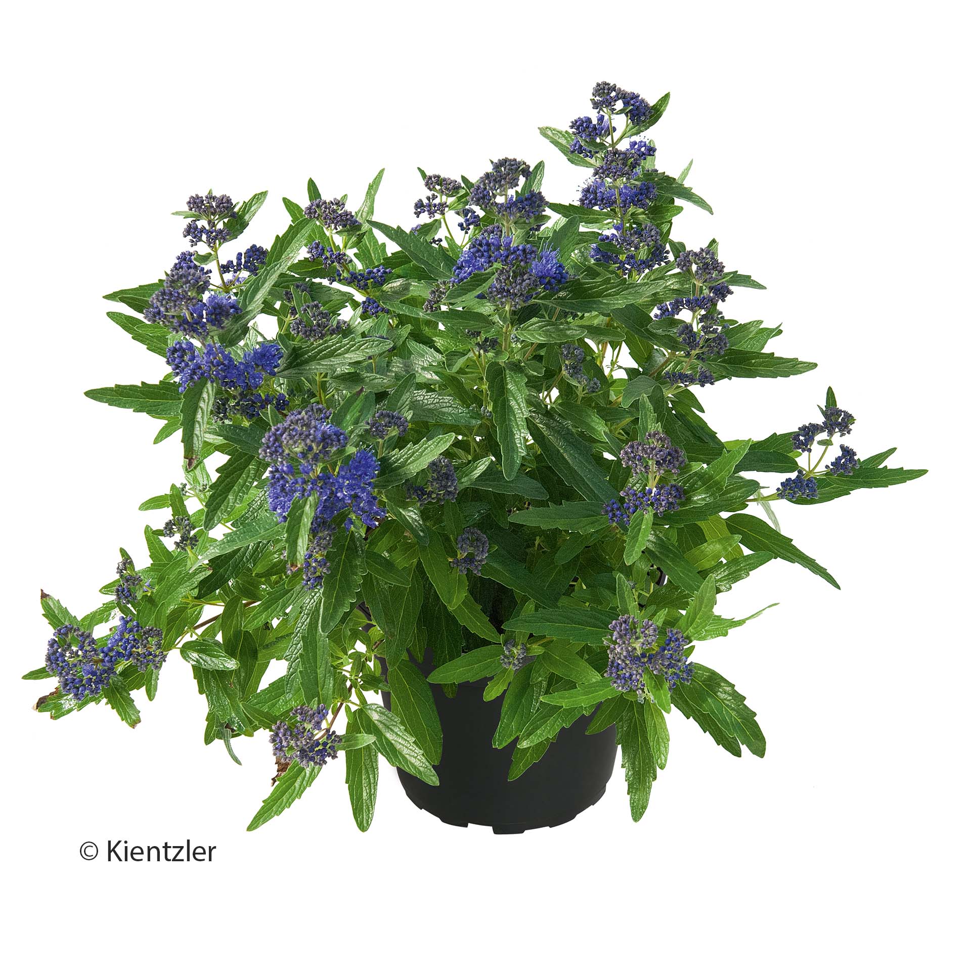 lavendel, pflanze, Topfpflanze, grüne blätter, lila blüten