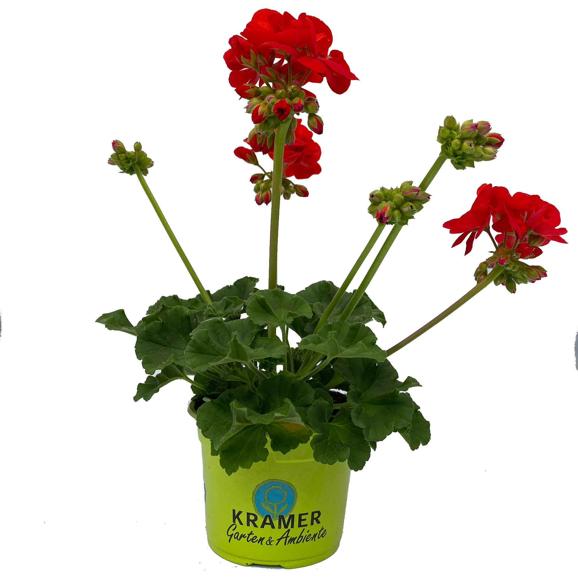 Geranie Samara im Pflanztopf mit roten Blüten