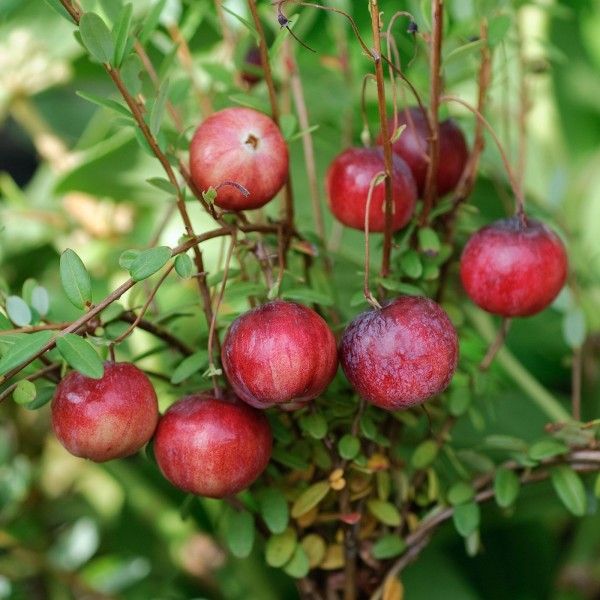Vaccinium macrocarpon Cranberries