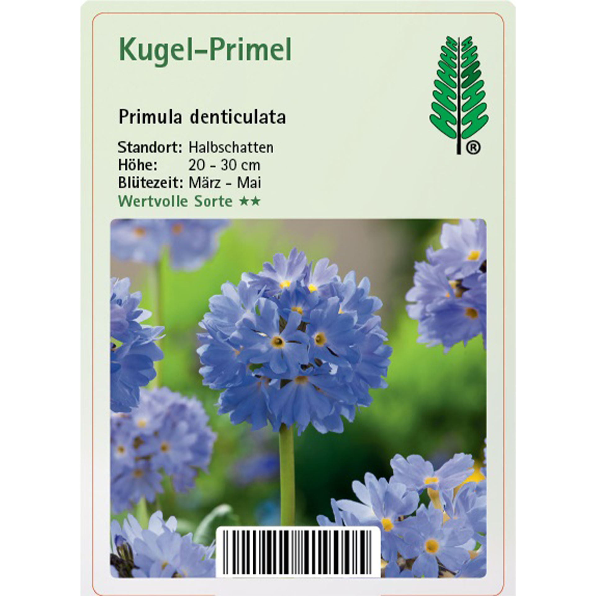 Blume, Pflanze, Eine andere, Papier