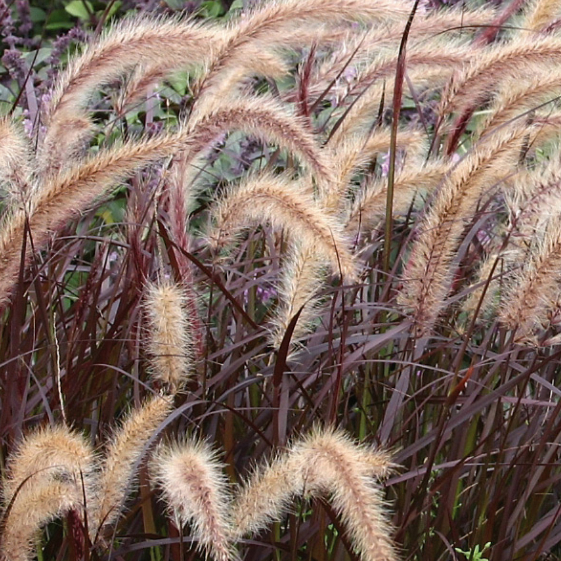 braunrotes Lampenputzergras Rubrum