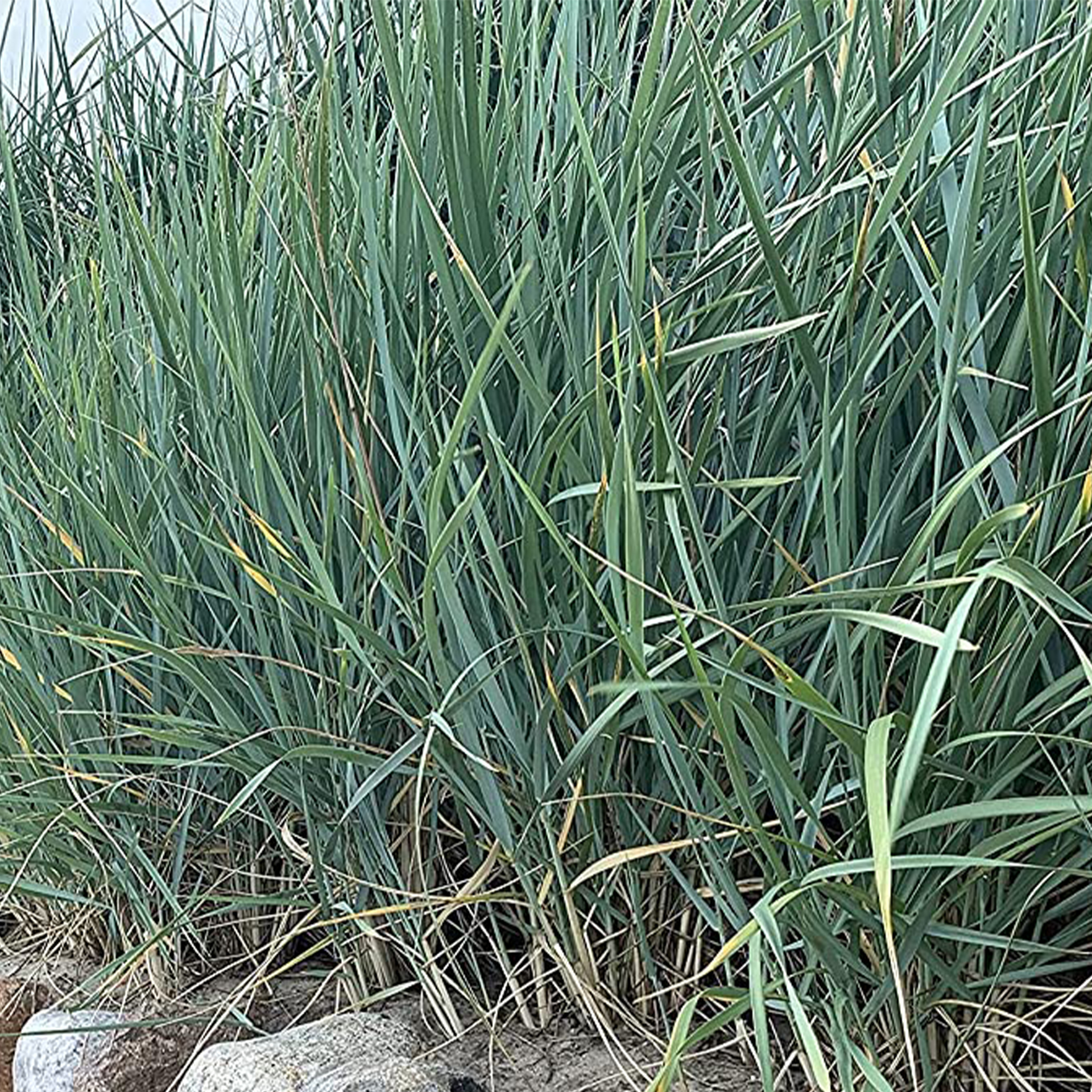 Strandroggen - Leymus arenarius