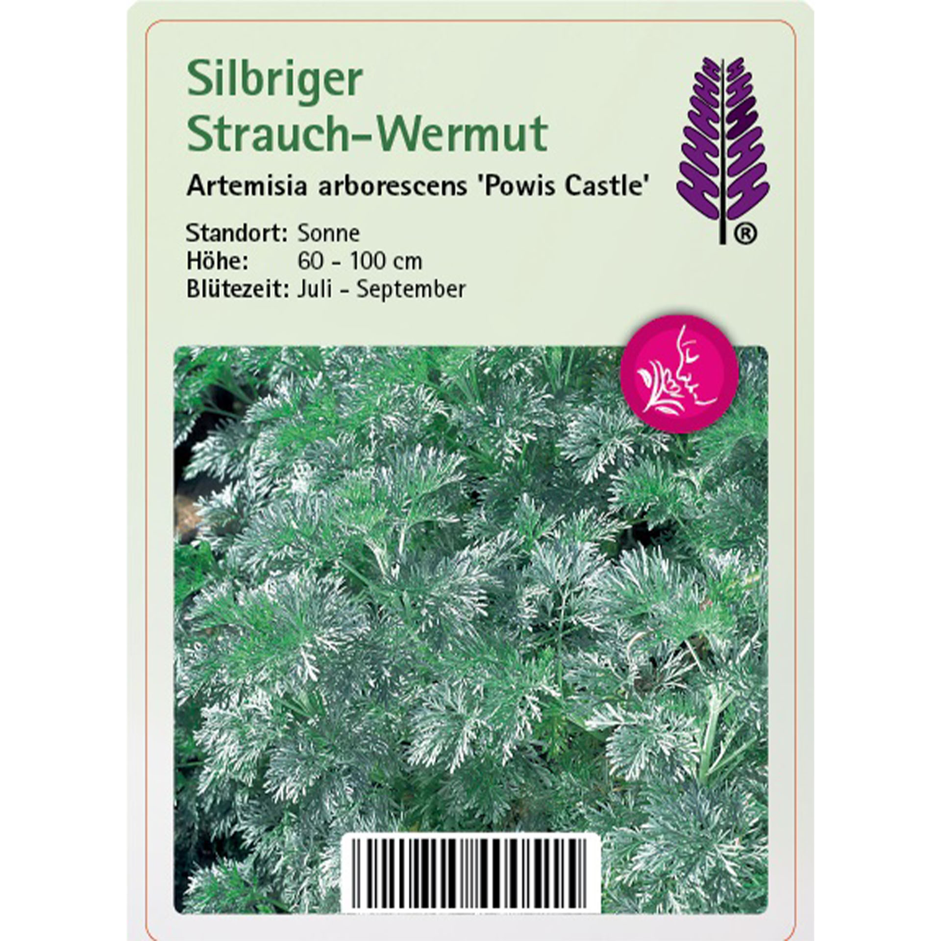 Kräuter, Moos, Blume, Vegetation