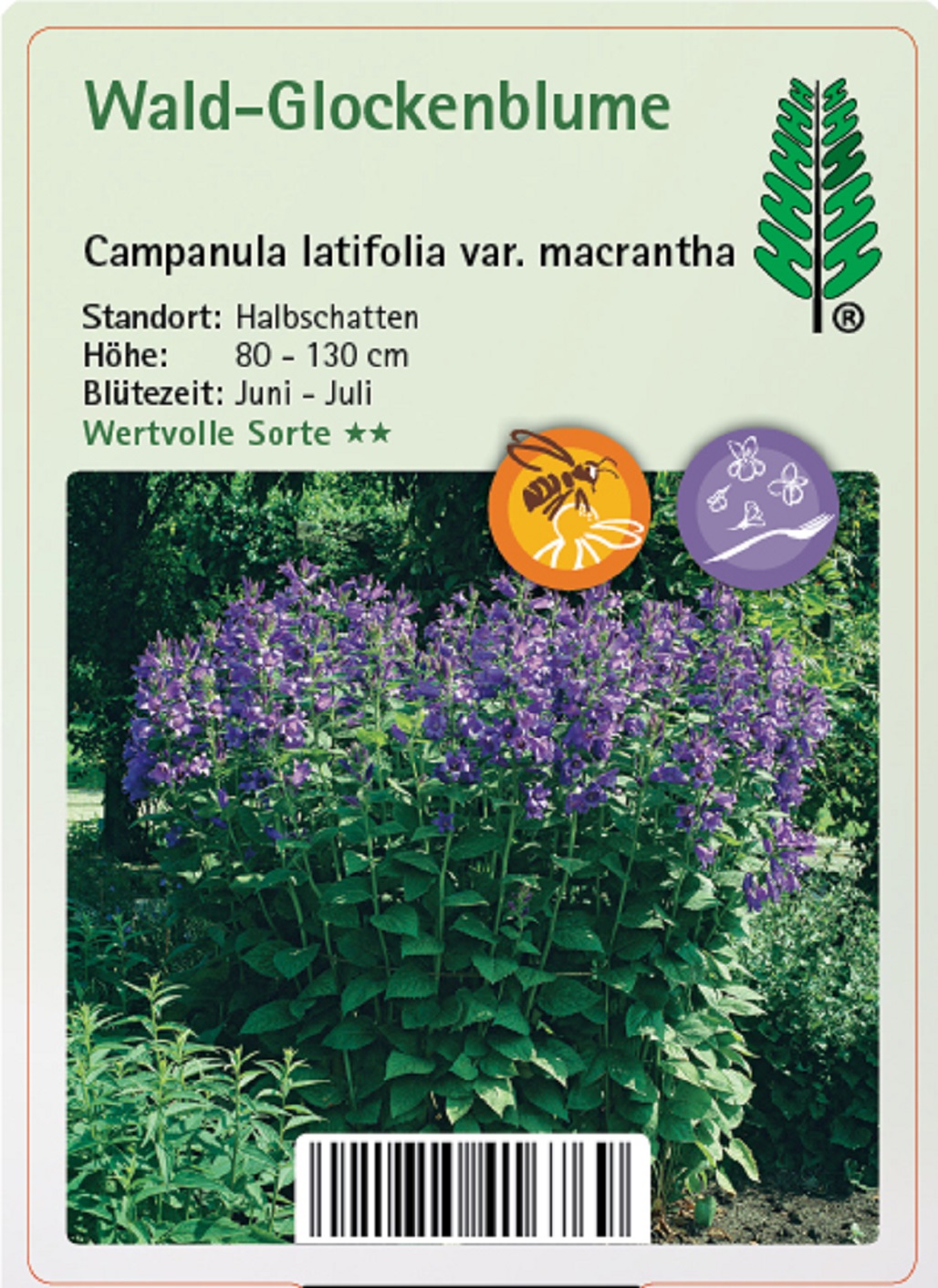 Wald-Glockenblume - Campanula latifolia var. macrantha