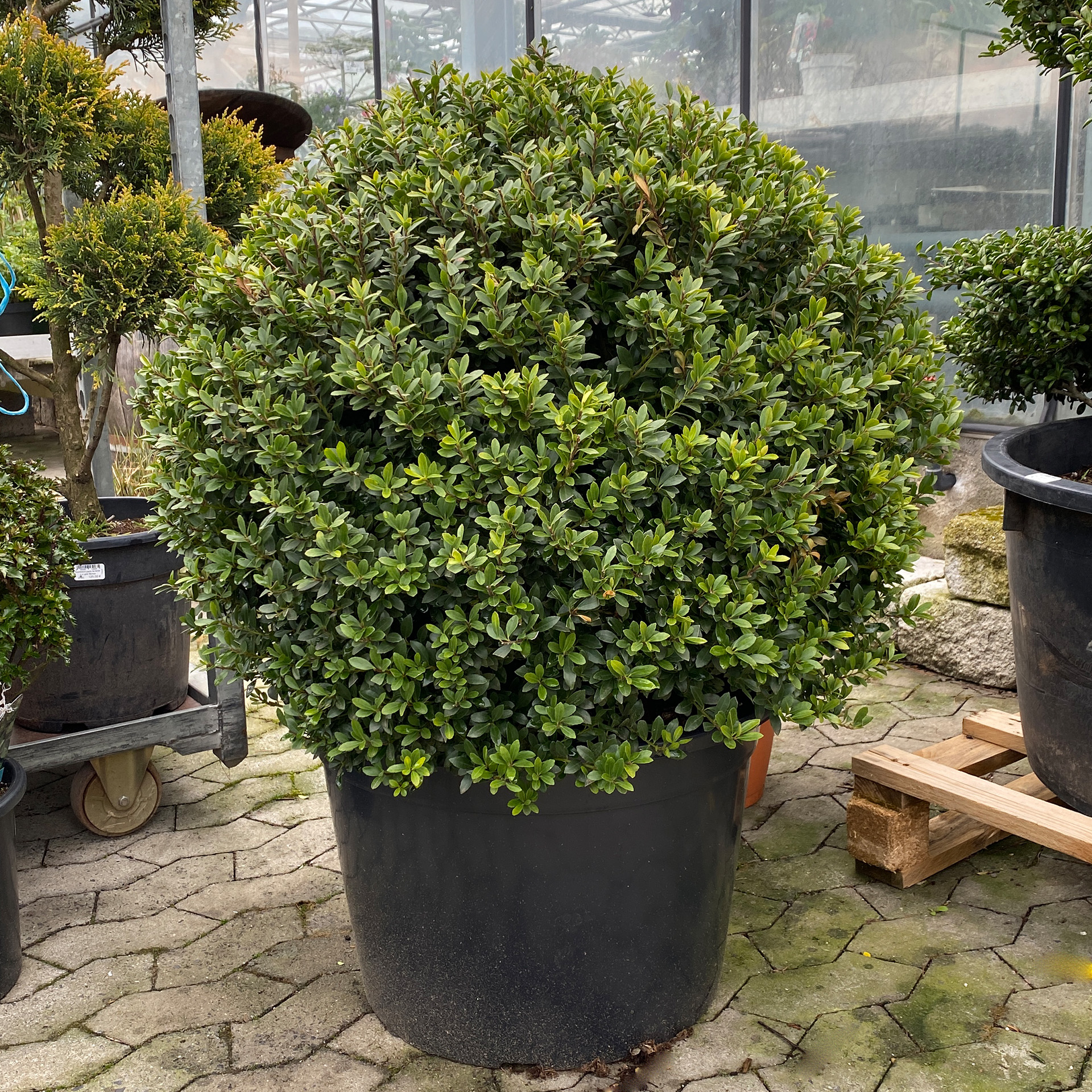 Stechpalme Ilex Maxima Kugel Formschnitt Kübel