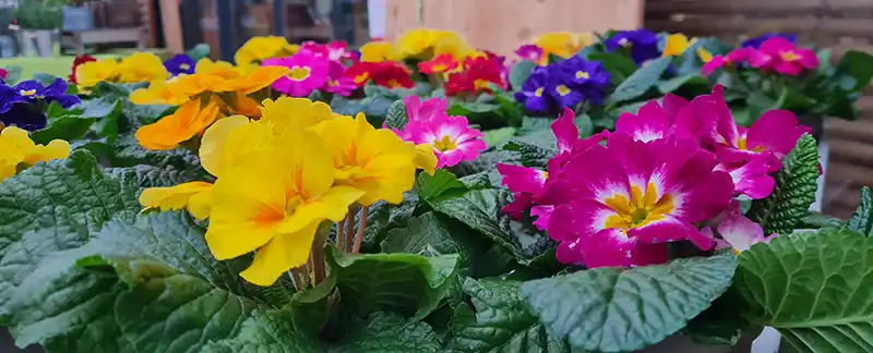 bunte Frühlingsprimeln