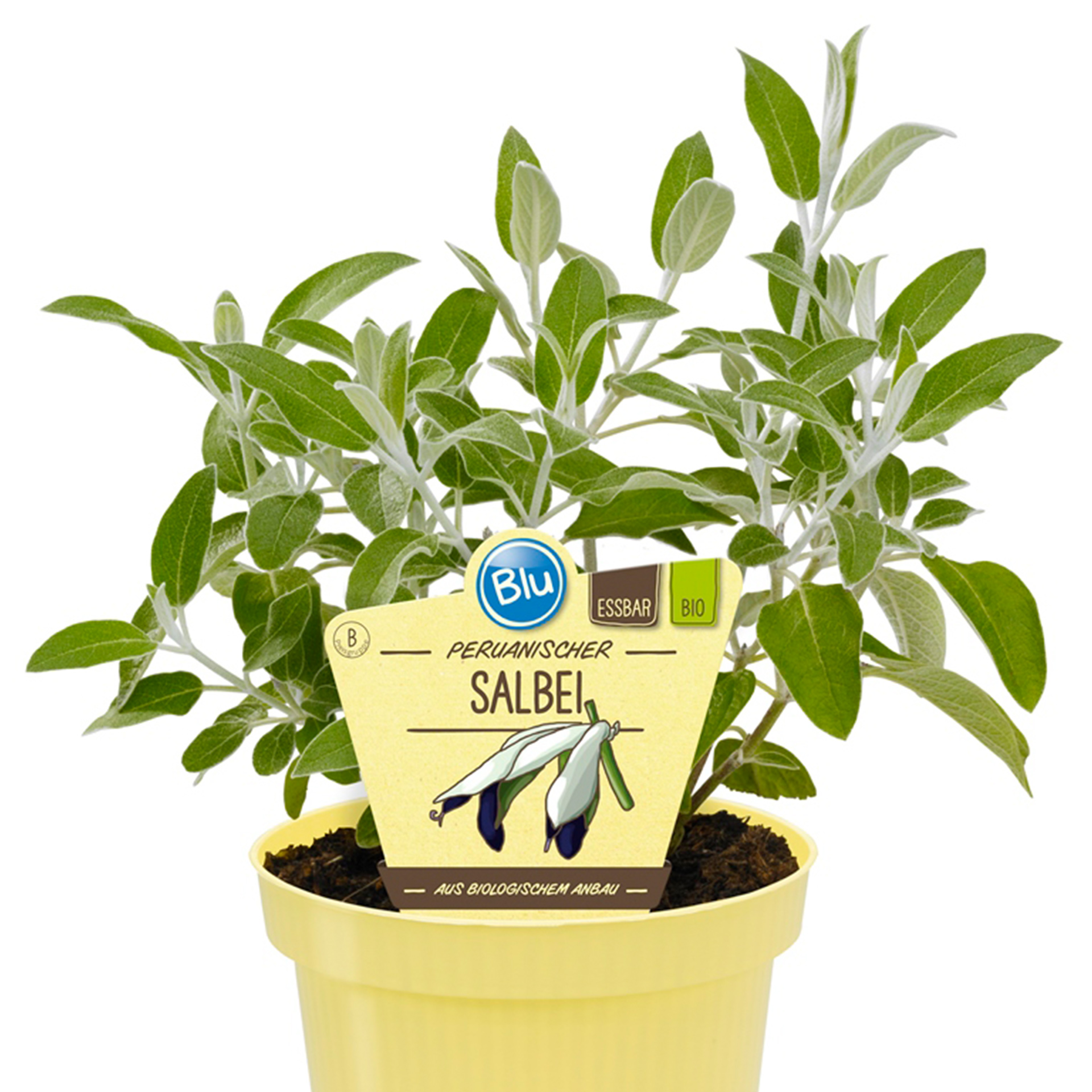 Peruanischer Salbei im Pflanztopf mit Pflanzenstecker