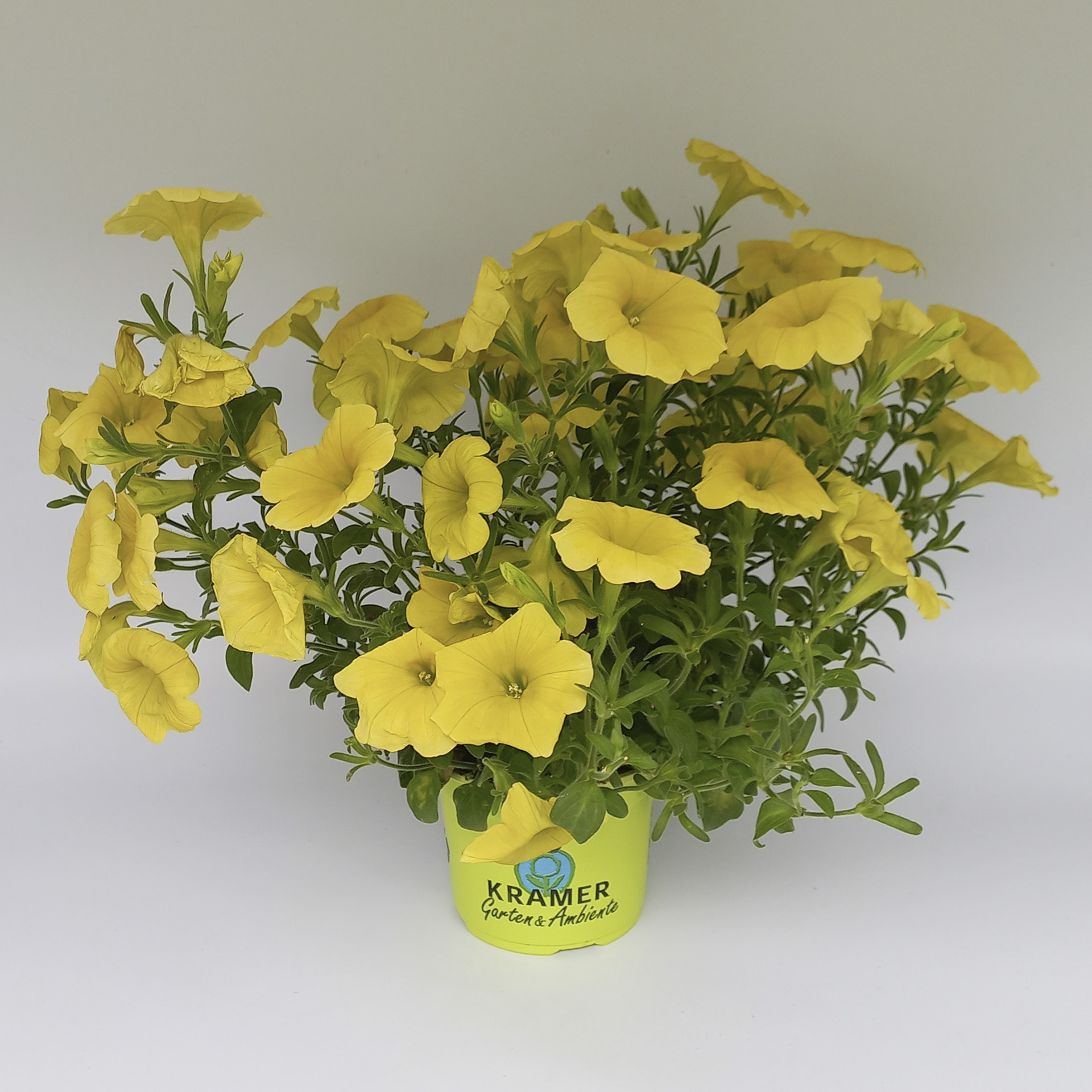 hellgelb blühende Petunie Surprise im Pflanztopf