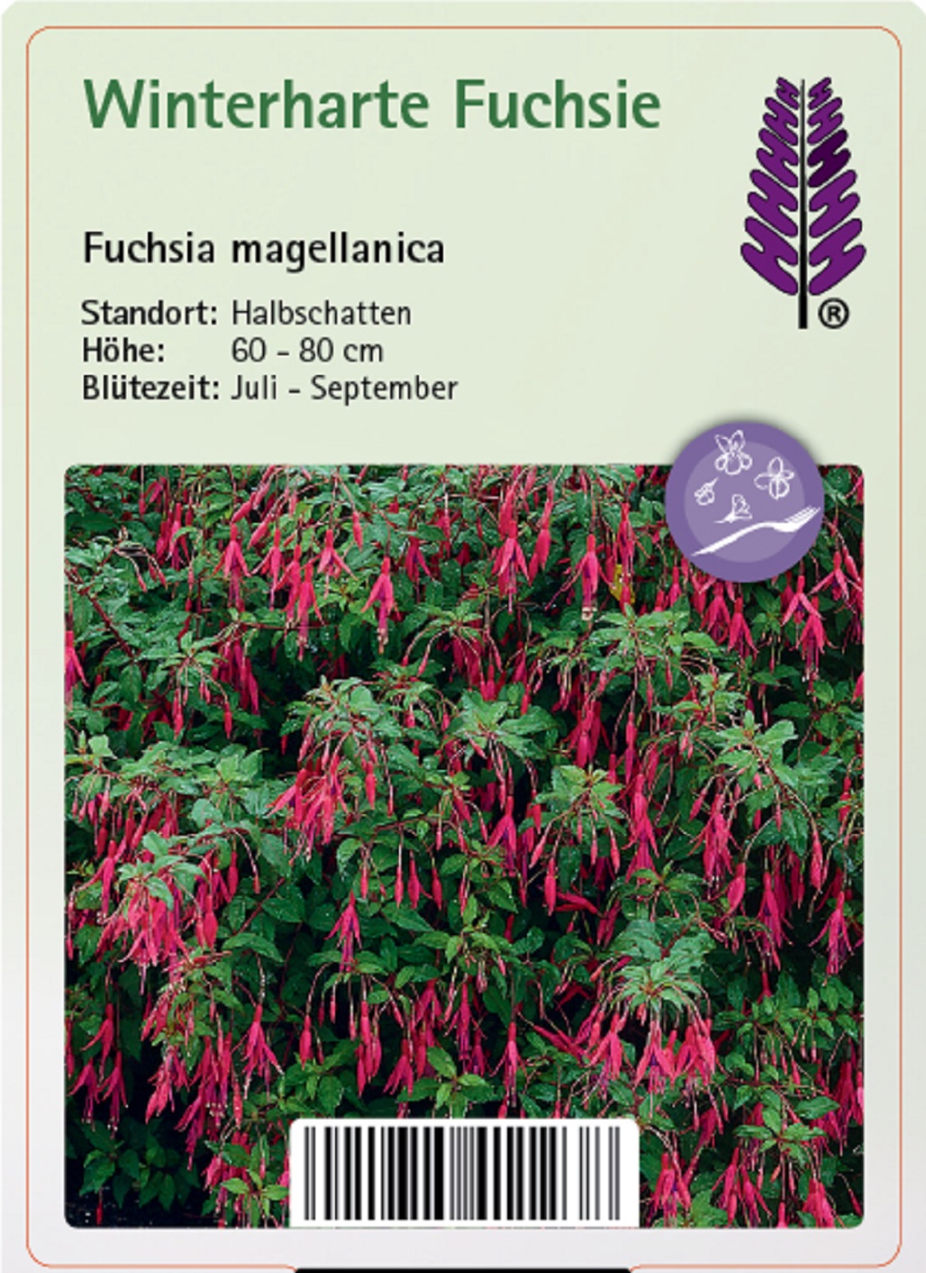 Winterharte Fuchsie - Fuchsia magellanica, 11cm Topf