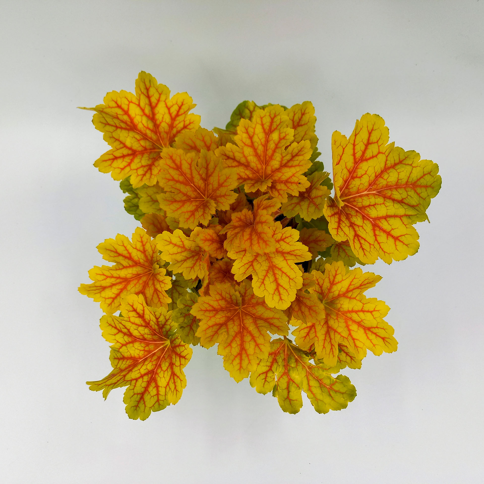 Purpurglöckchen Electra 2