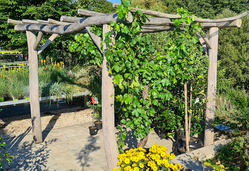 Pergola aus Robinienholz und Robinienstämmen gebaut