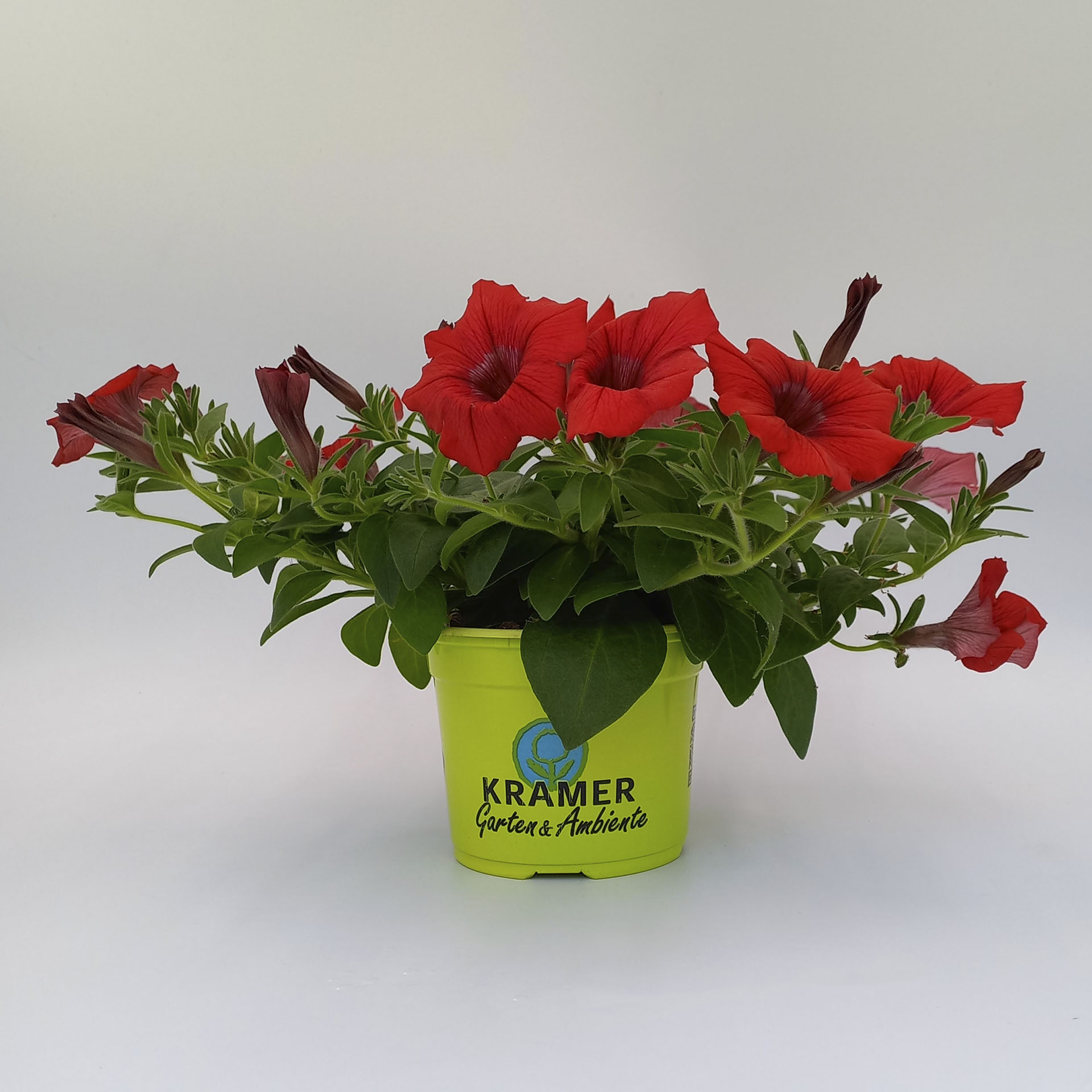 tiefrote Blüte am Trieb