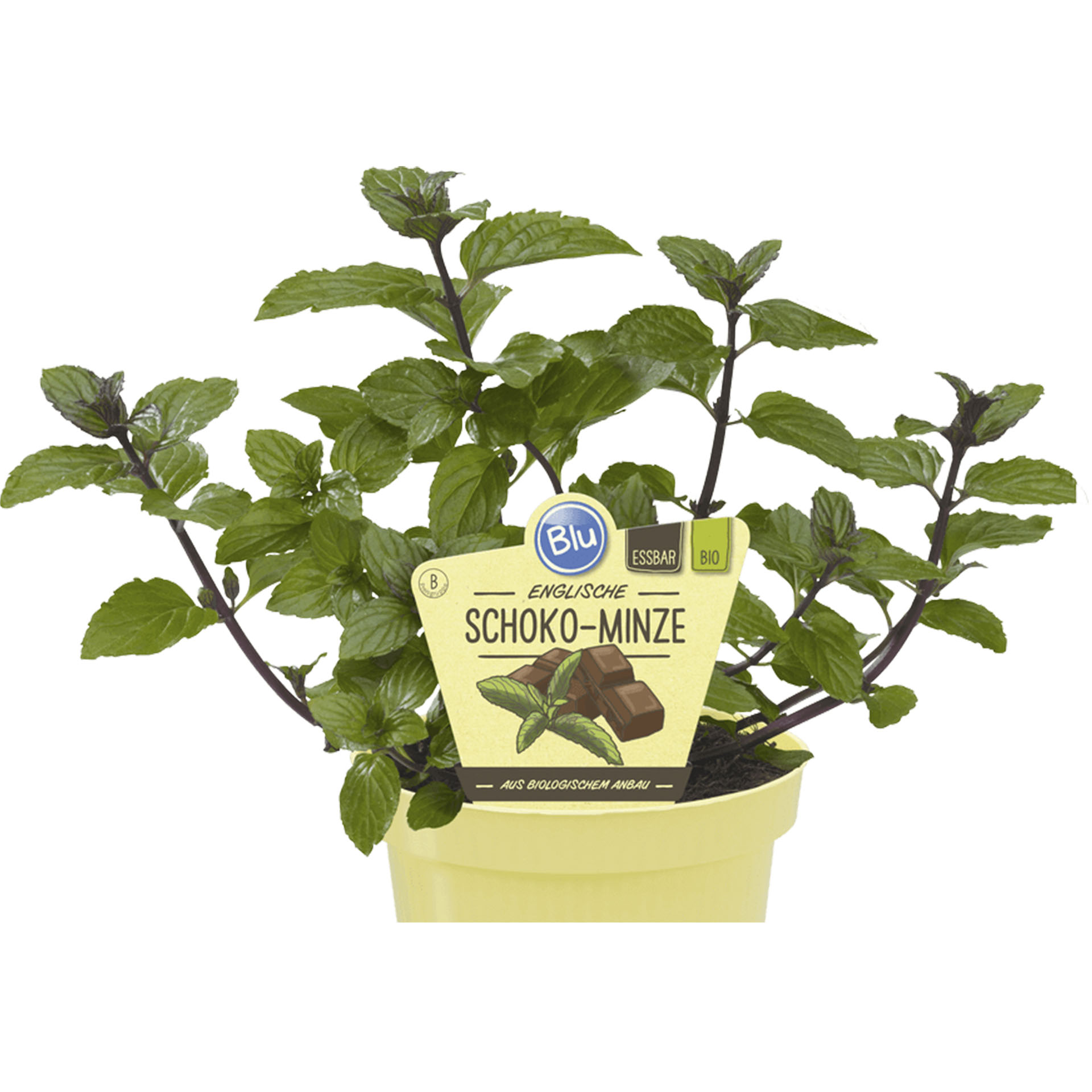 Schoko-Minze im Pflanztopf mit Pflanzenstecker