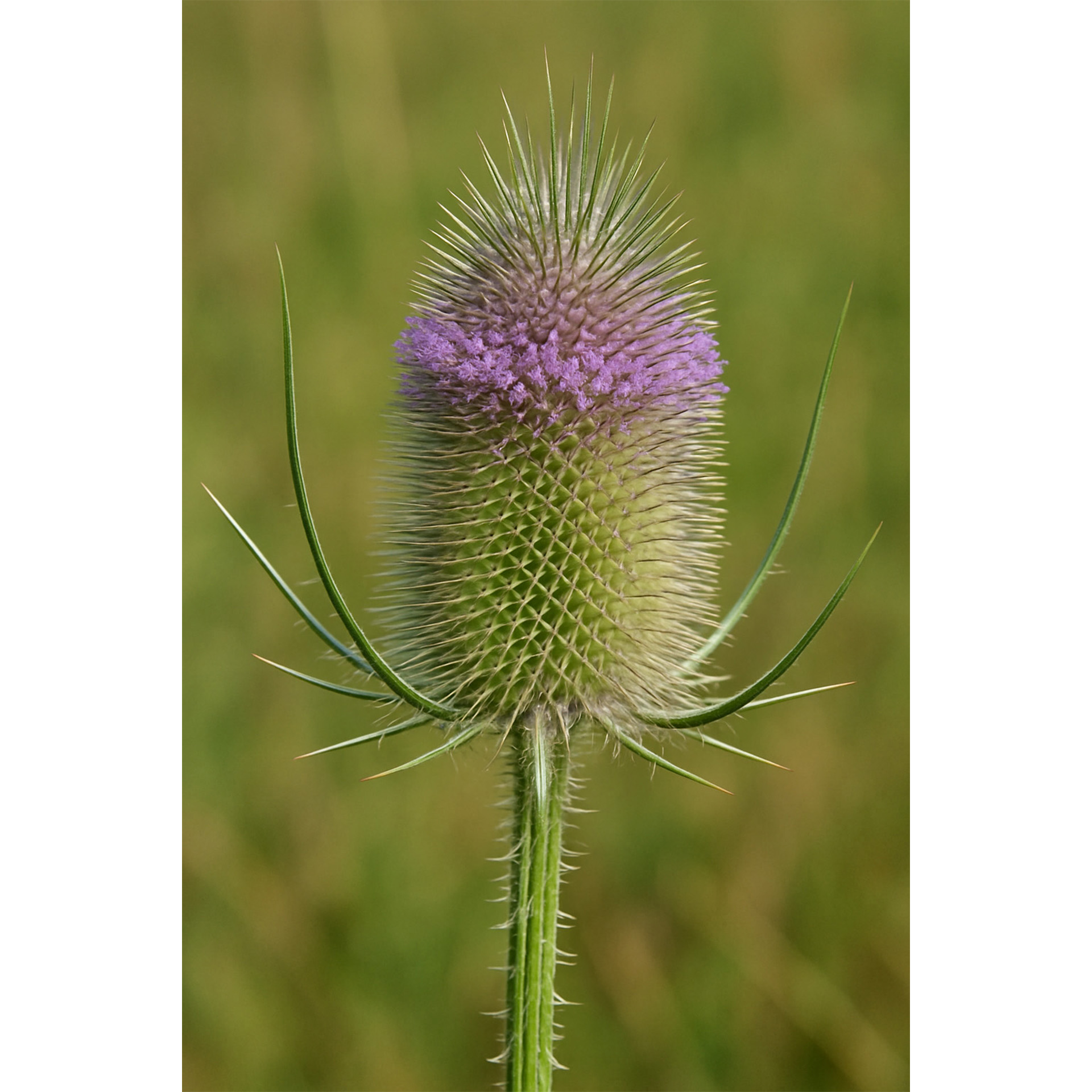 Blume, Pflanze, Distel