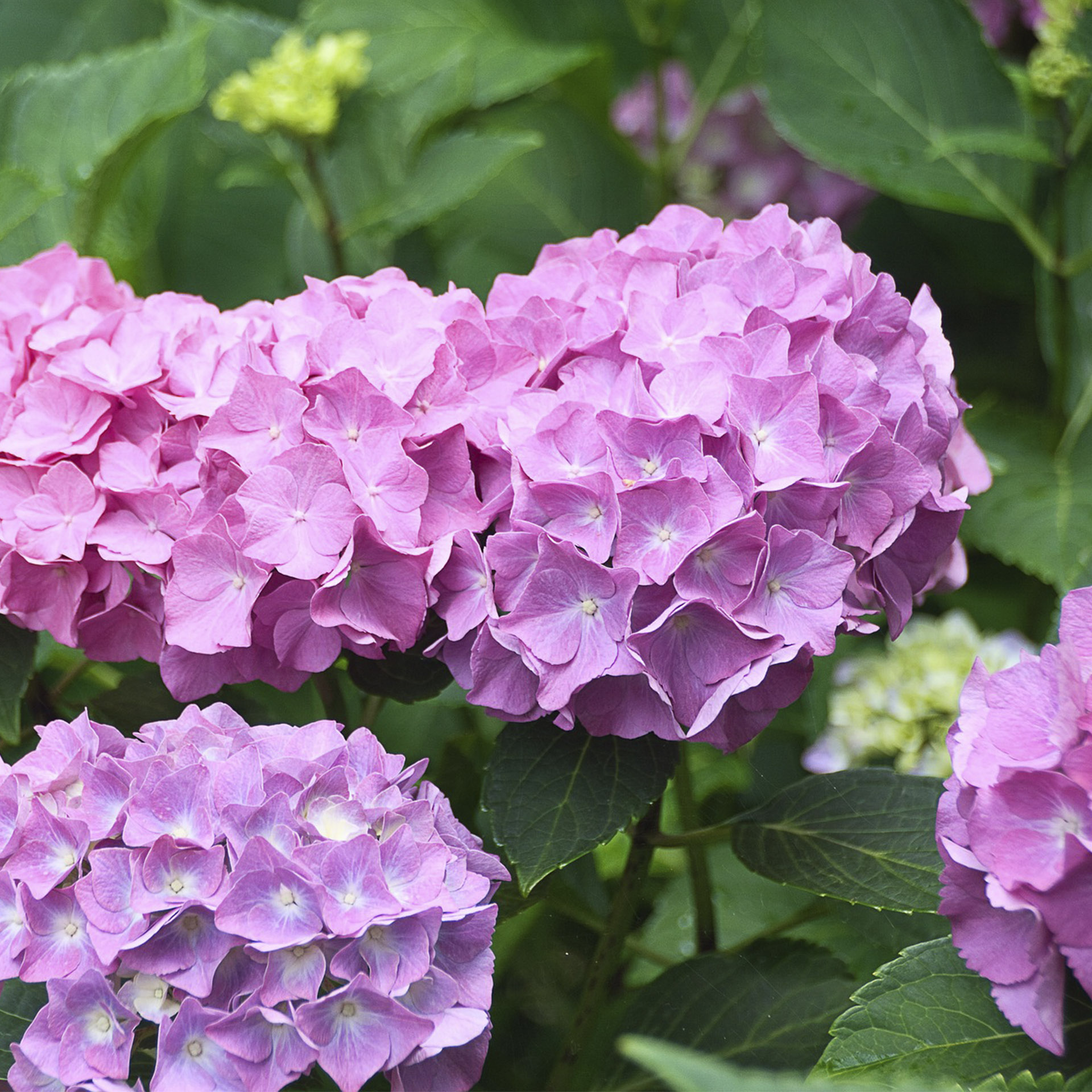 große rosa Blüten der Hortensie macrophylla