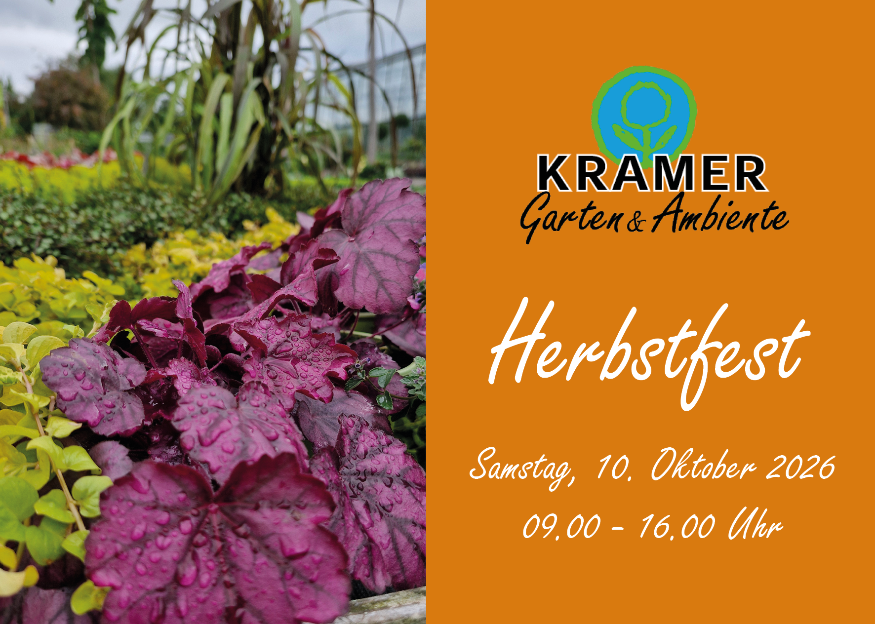 Herbstfest, Gartenpflanzen, Lila Blätter, Blütenbeet, Rabatte?