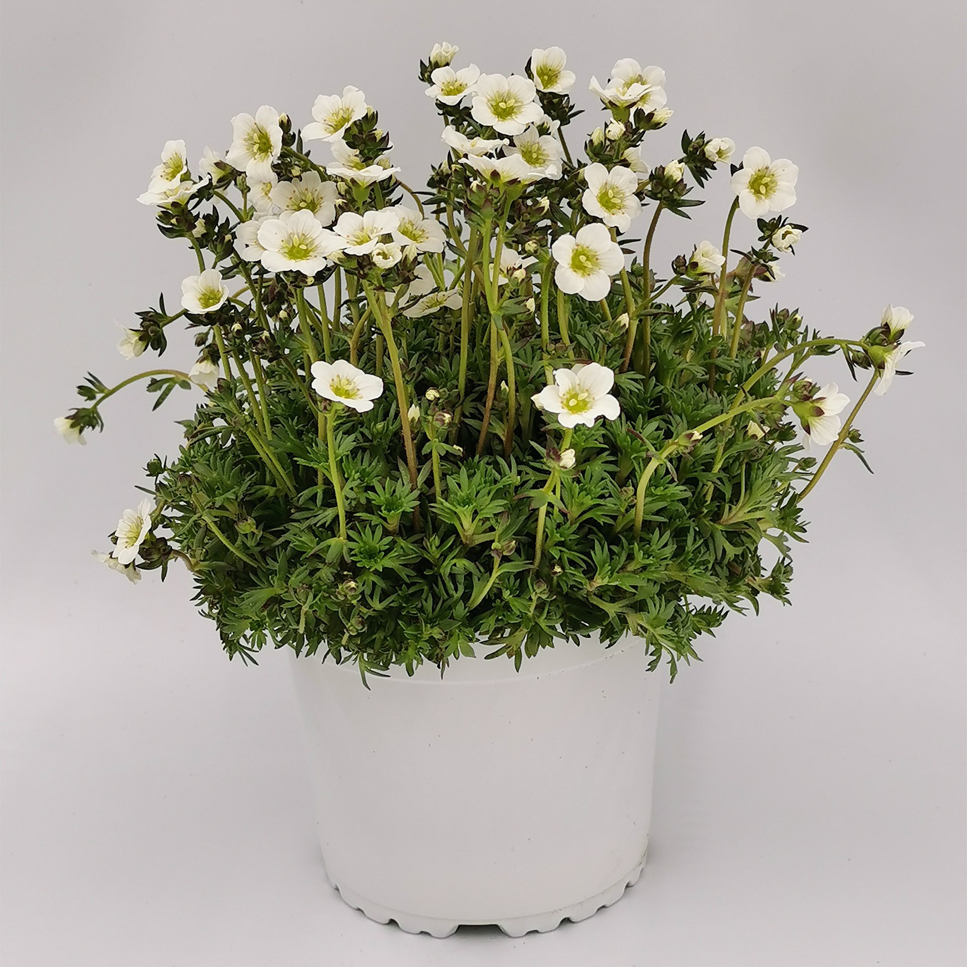 Bodendecker Steinbrech Polsterstaude mit weißen Blüten