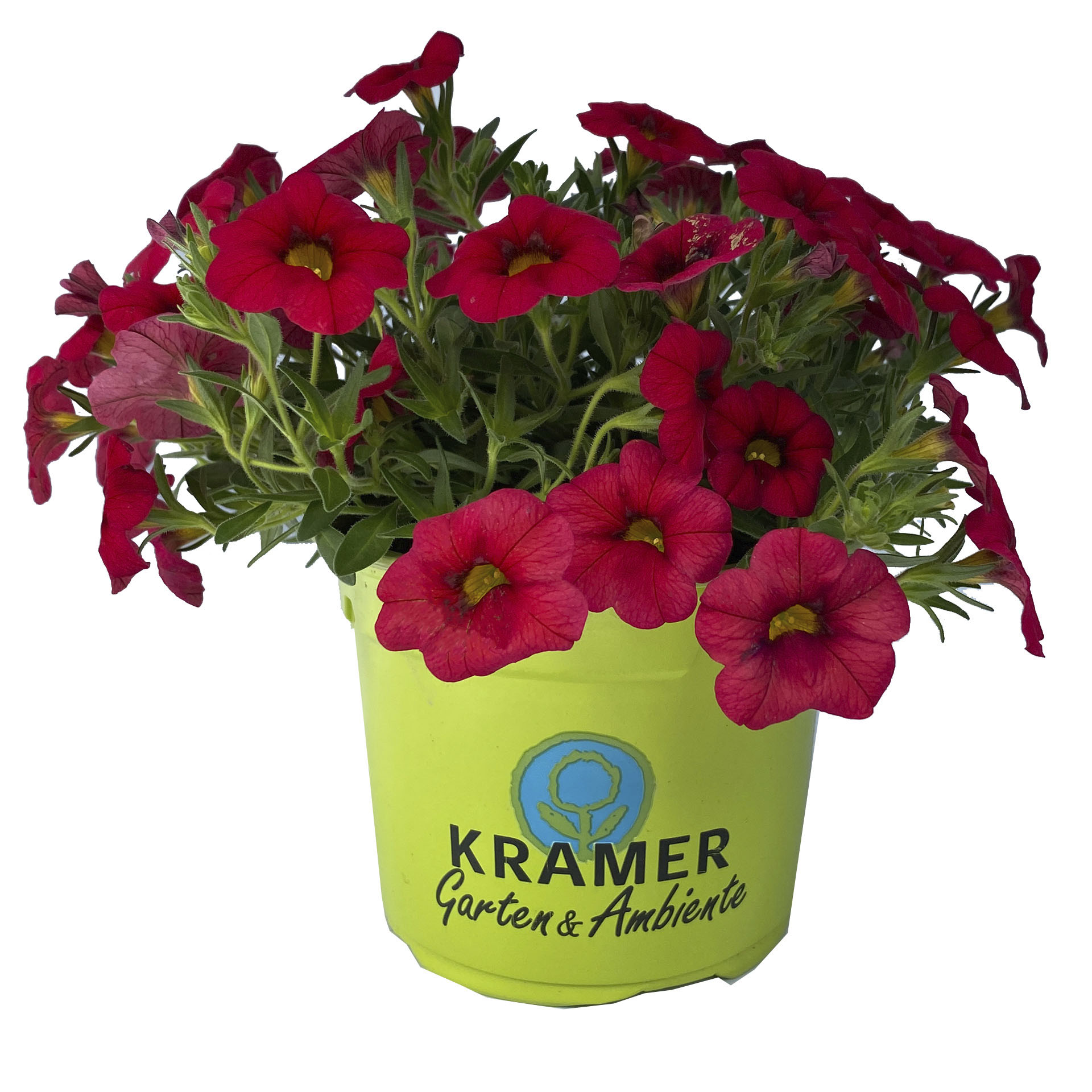 rot blühendes Zauberglöckchen im Pflanztopf