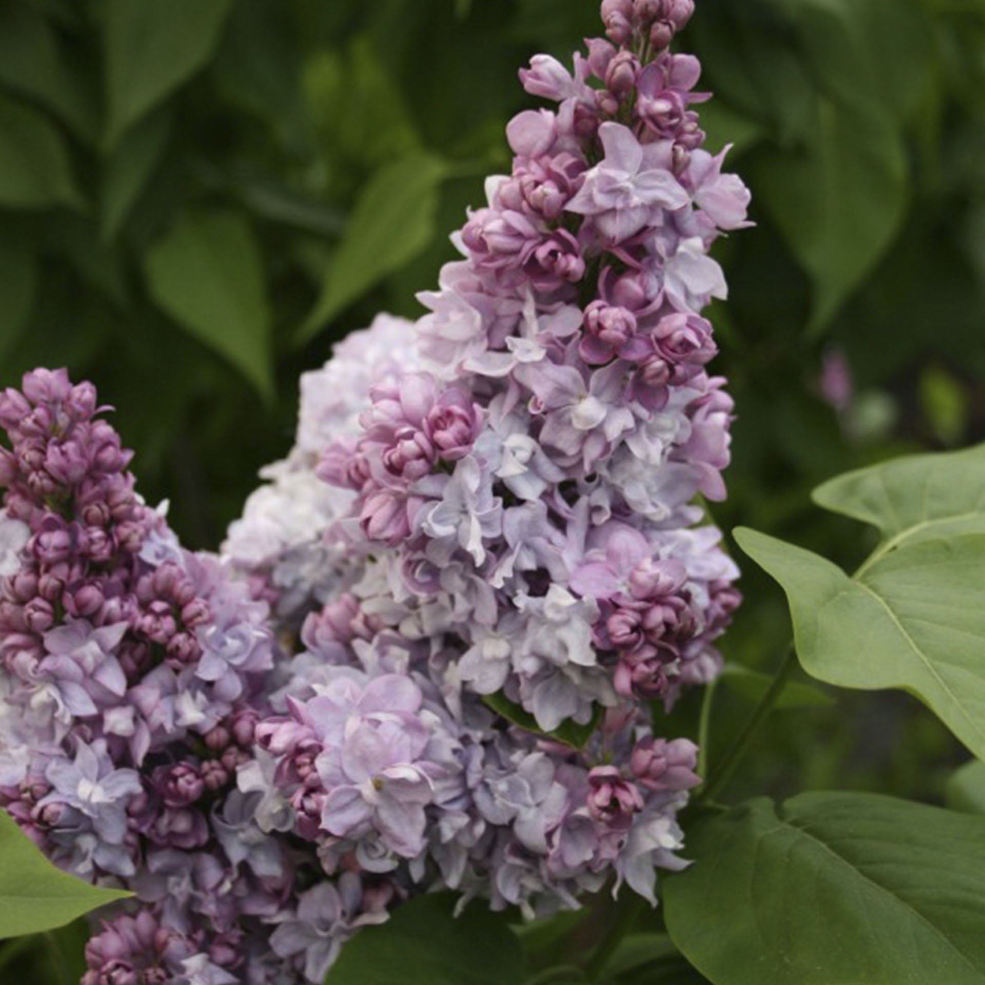 purpurrosa Blütenrispe des Edelflieders Katharina Havemeyer