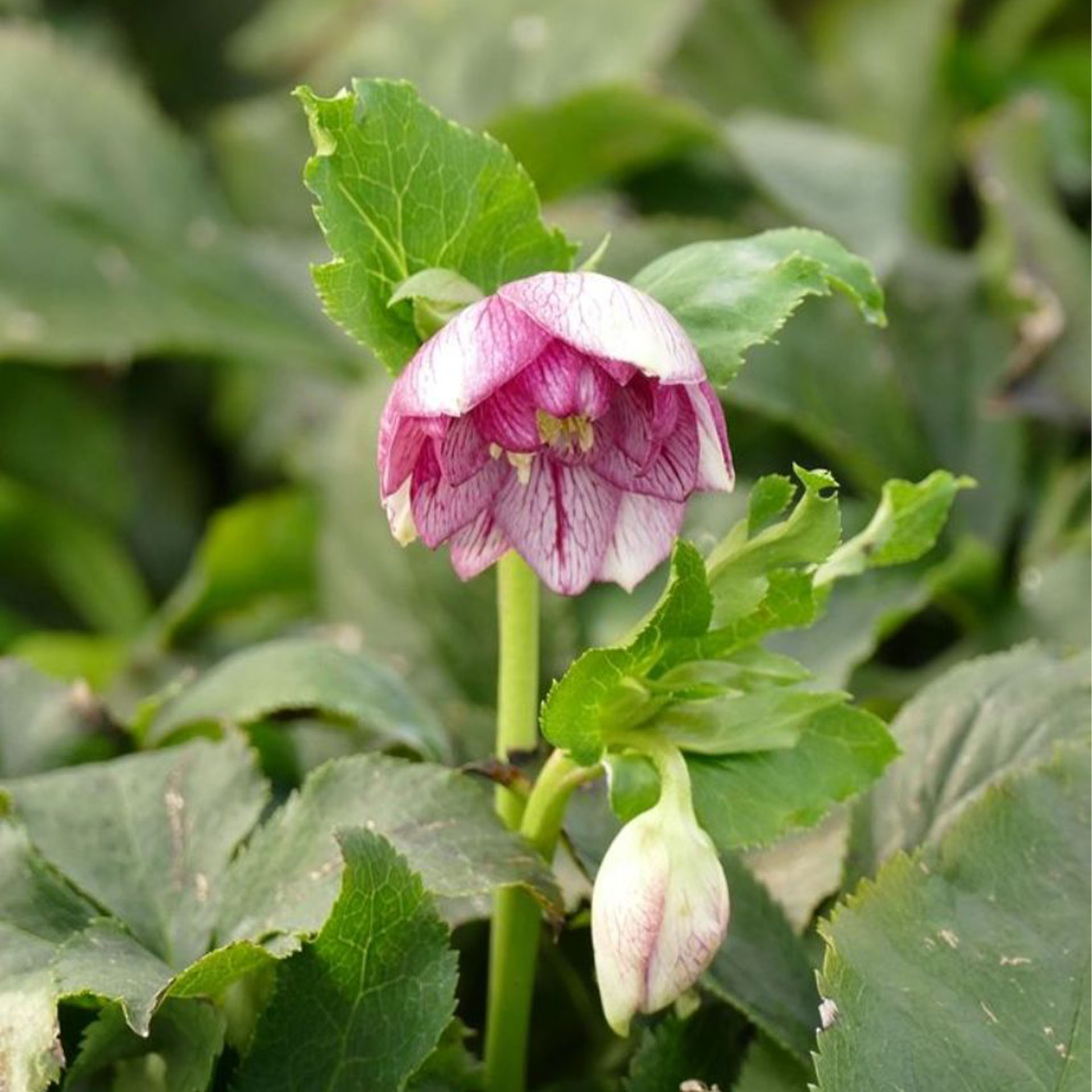 Blume, Blatt, Geranie, Blütenblatt, Knospe