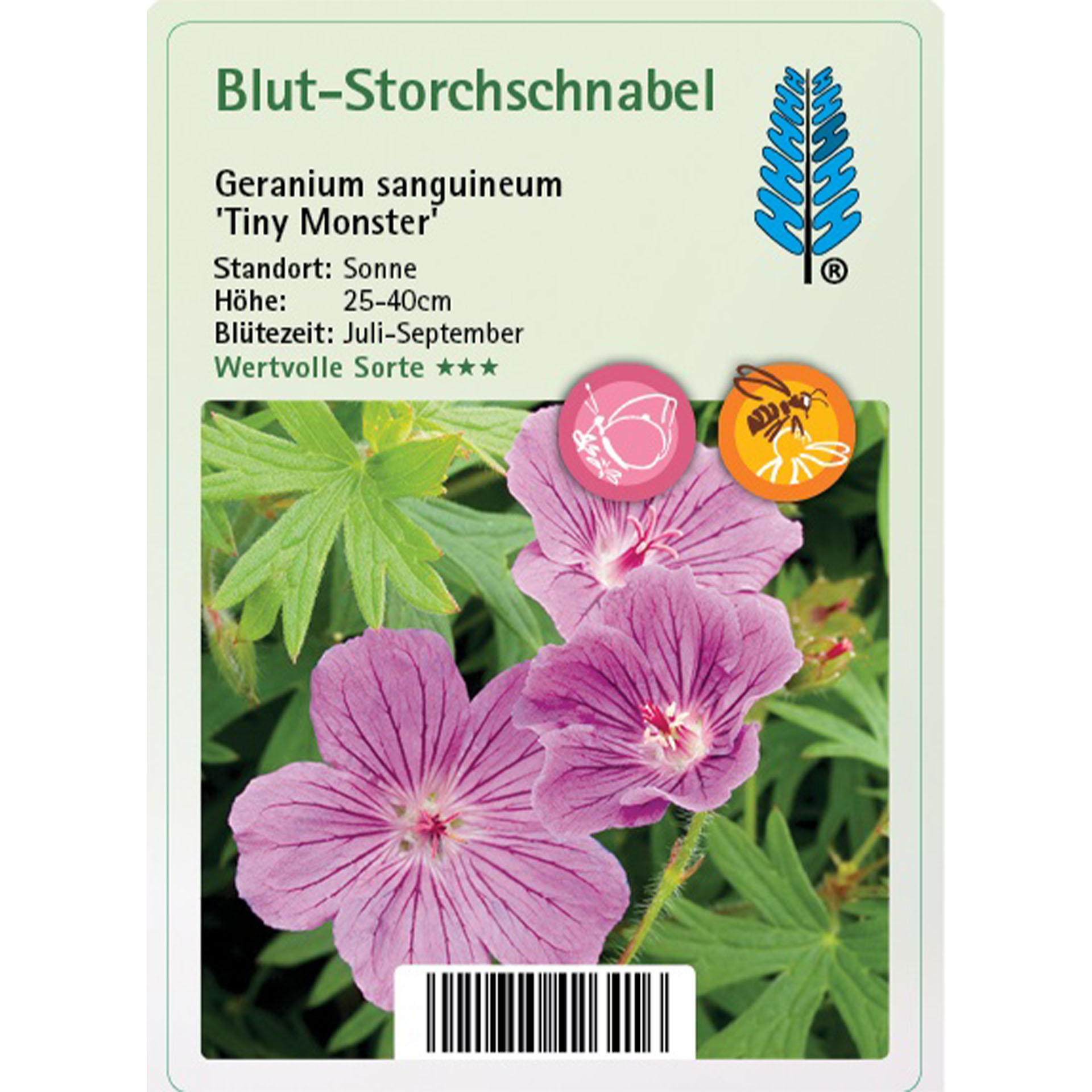 Blume, Geranie, Pflanze, Text