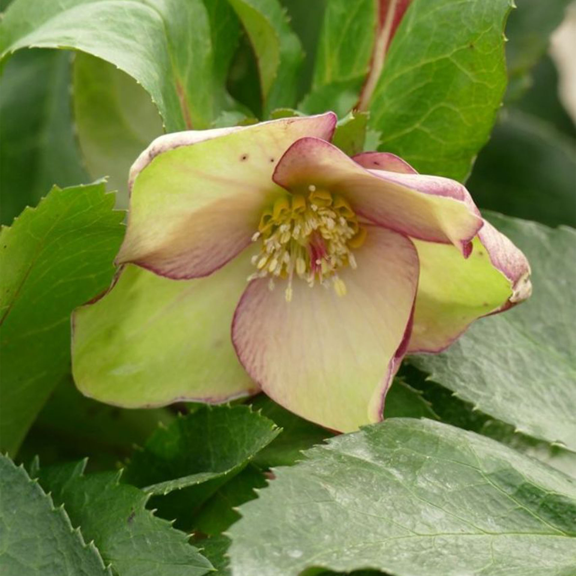 Blume, Blütenblatt, Pflanze, Eine andere, Blatt