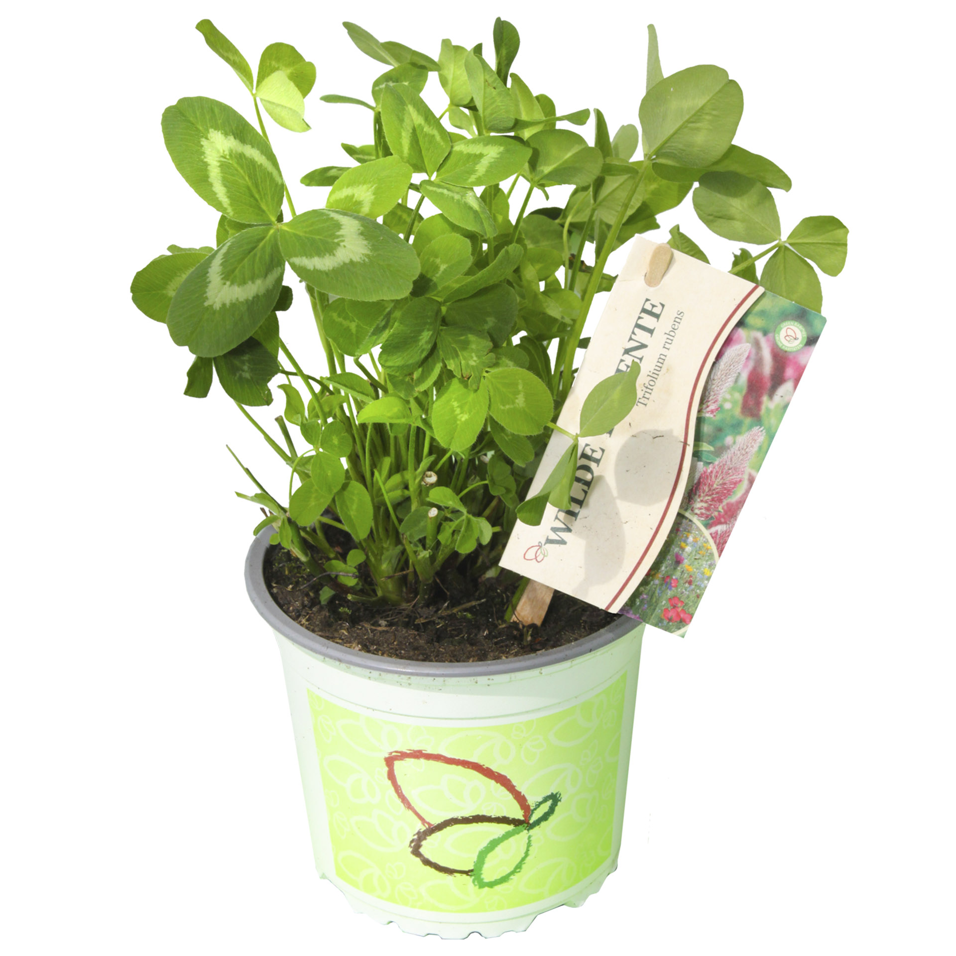 Pflanztopf Purpur-Klee mit Pflanzenstecker